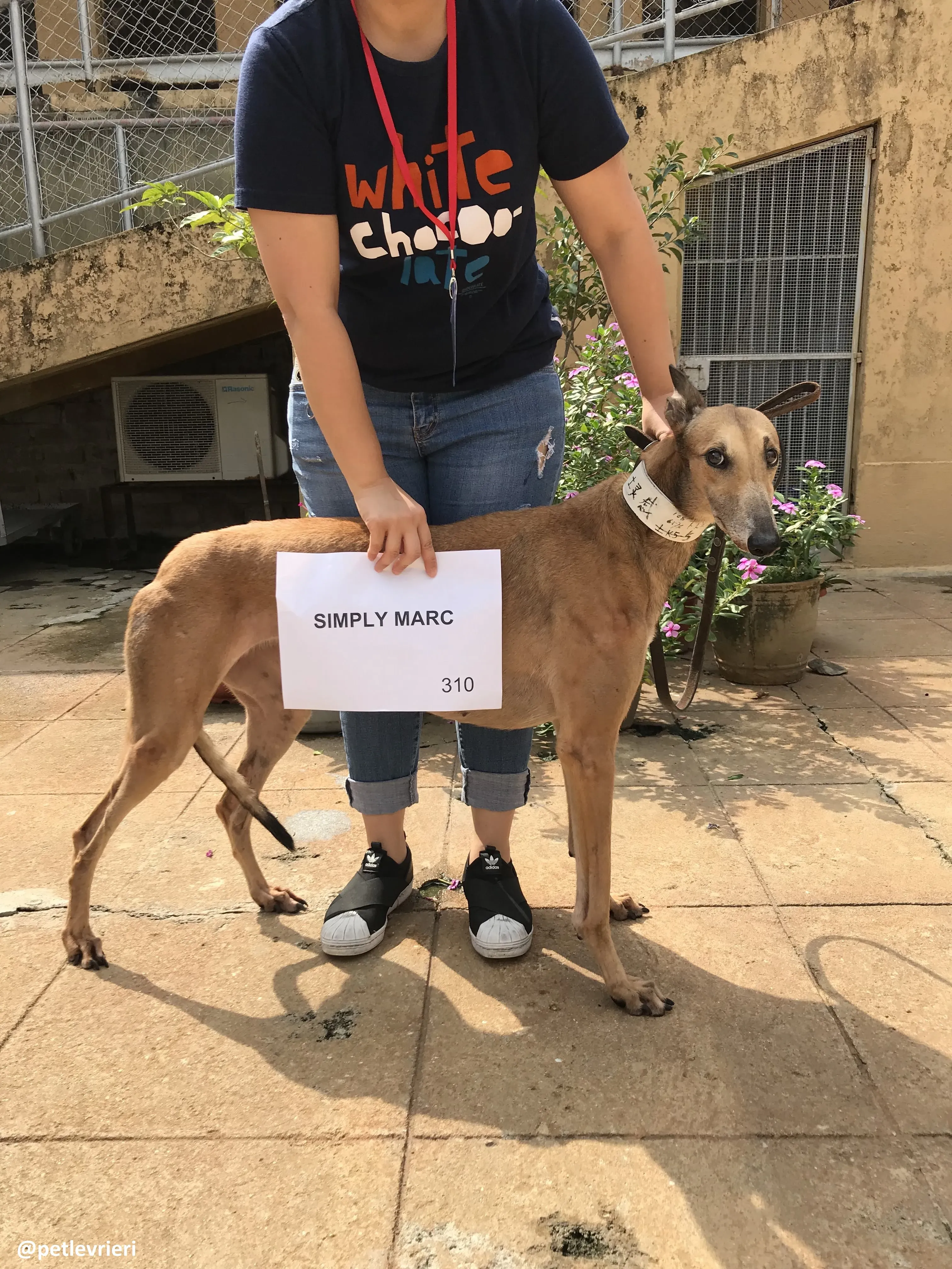 SimplyMarc adozione greyhound macao 5