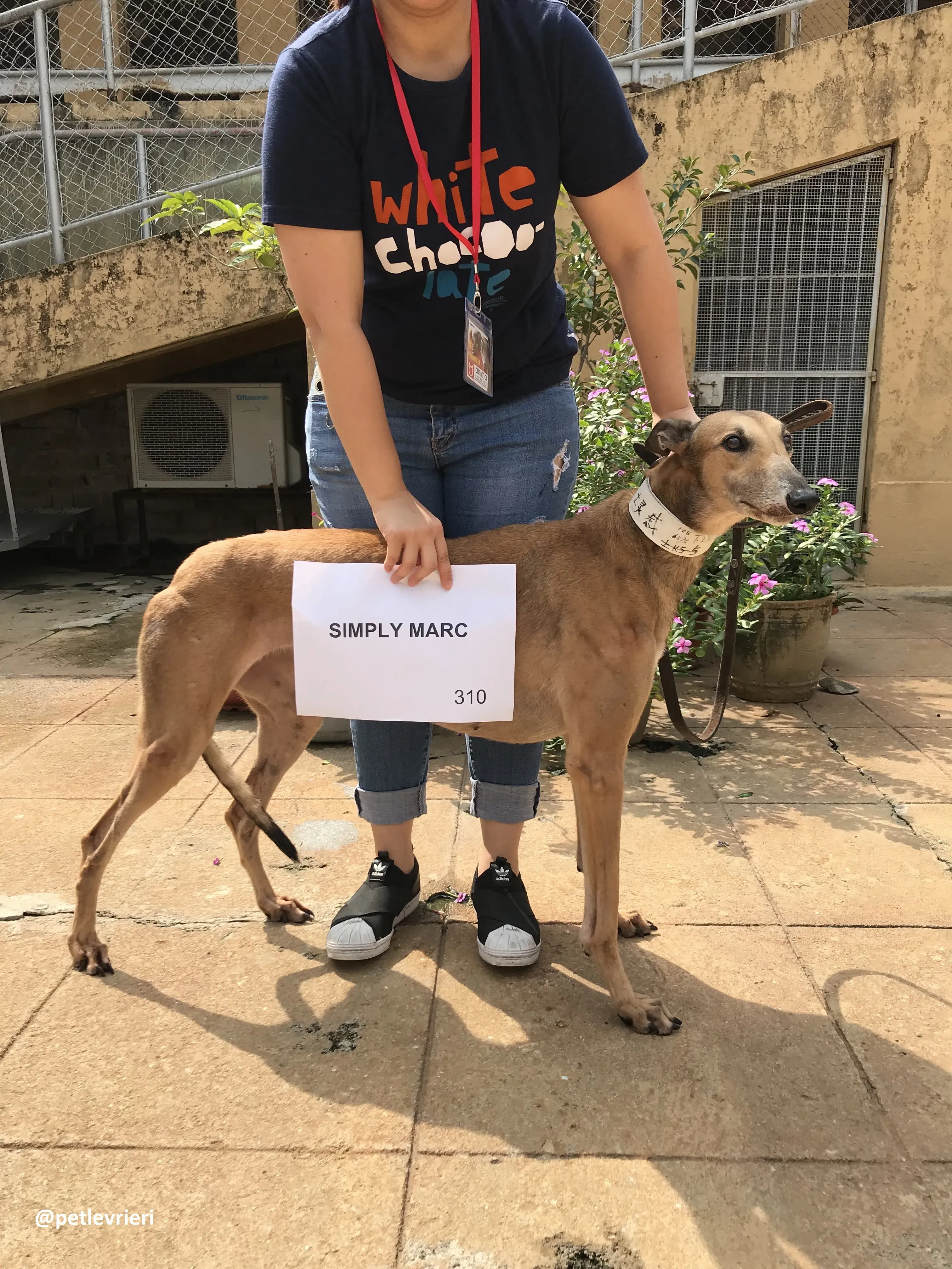 SimplyMarc adozione greyhound macao 6