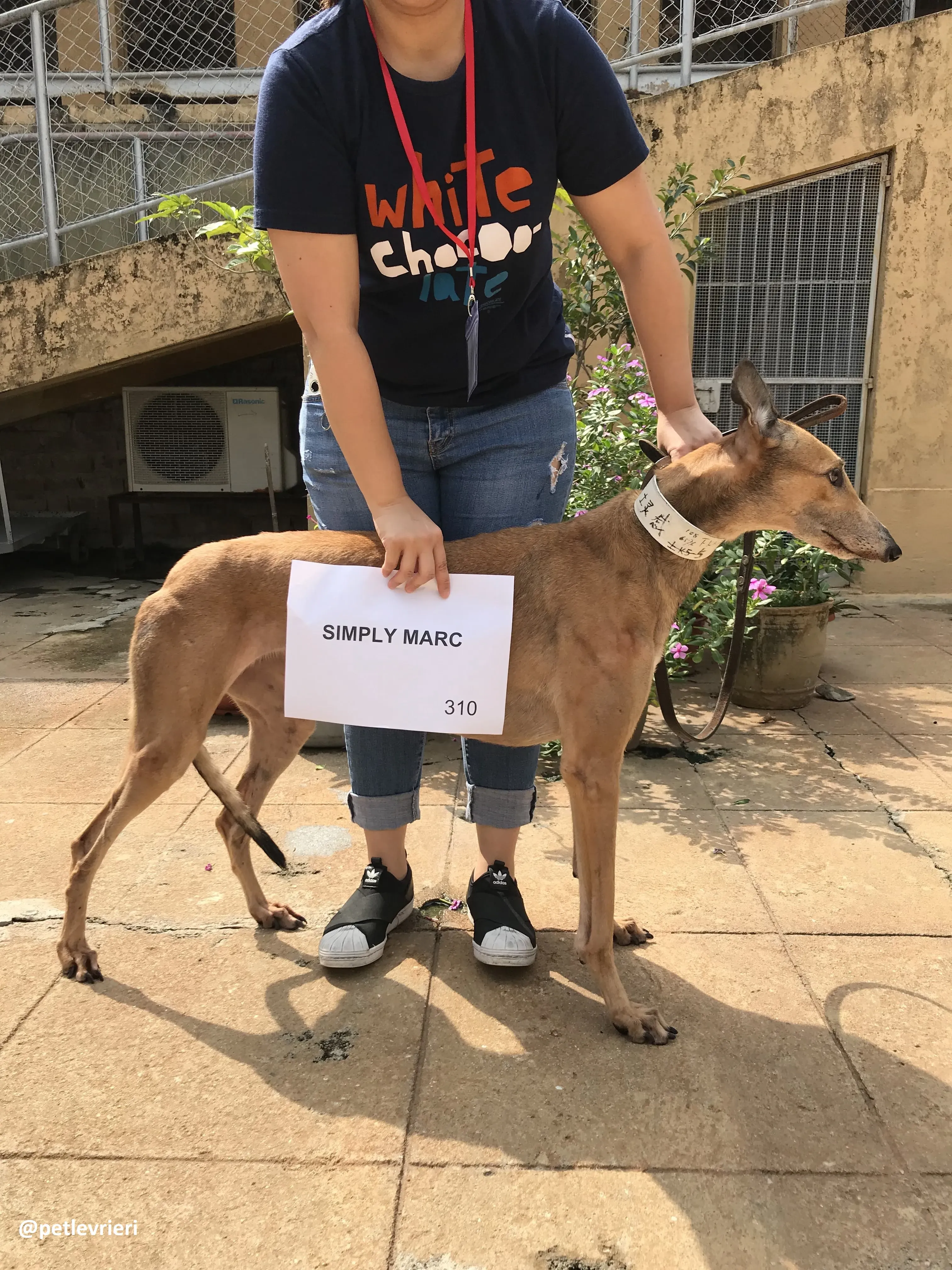 SimplyMarc adozione greyhound macao 7