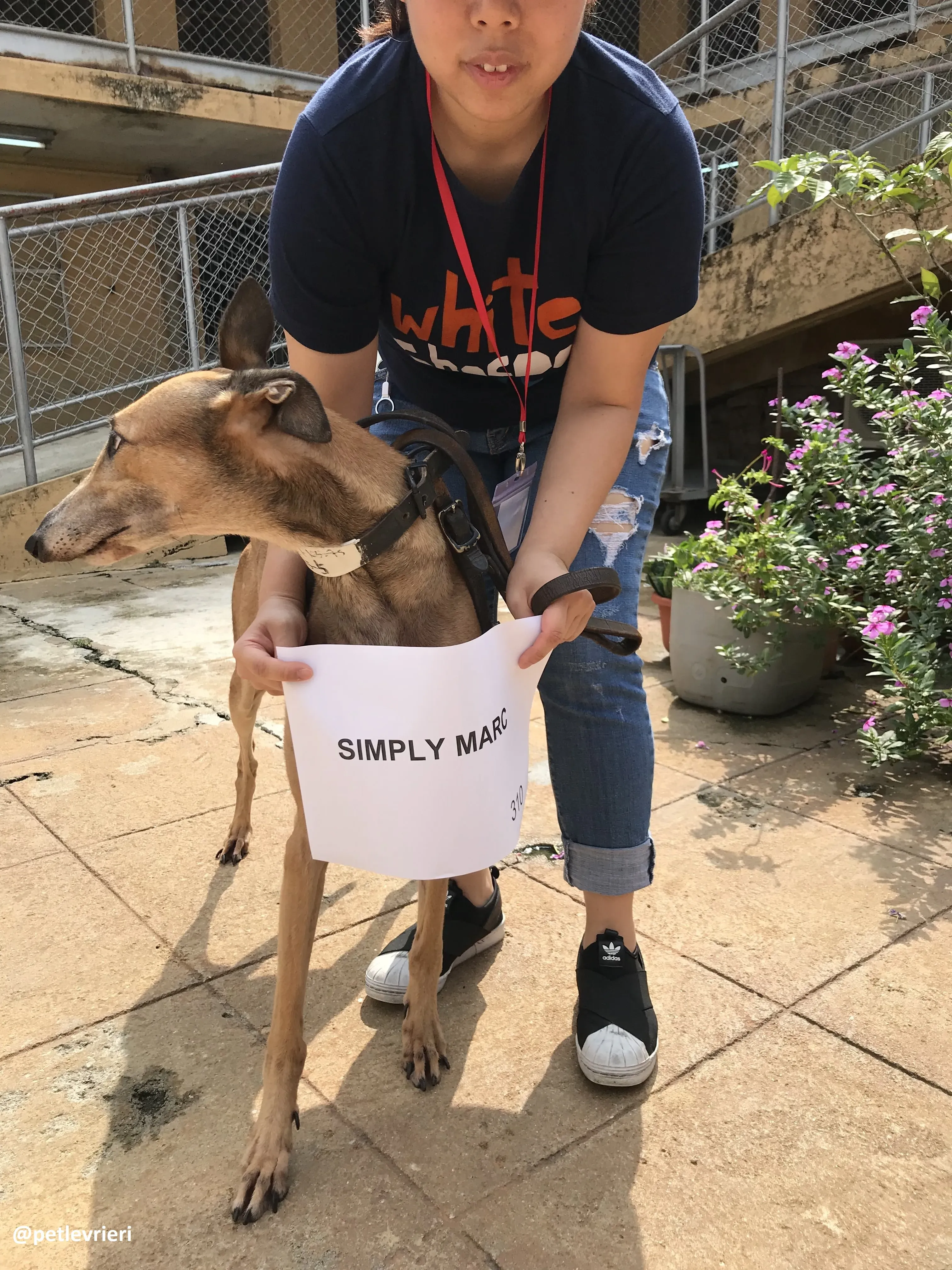 SimpyMarc adozione greyhound macao