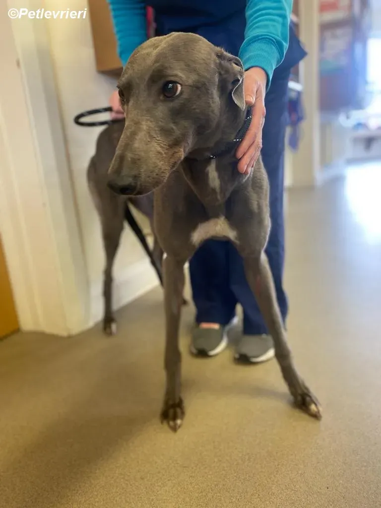 Sinead adozione levrieri greyhound 1