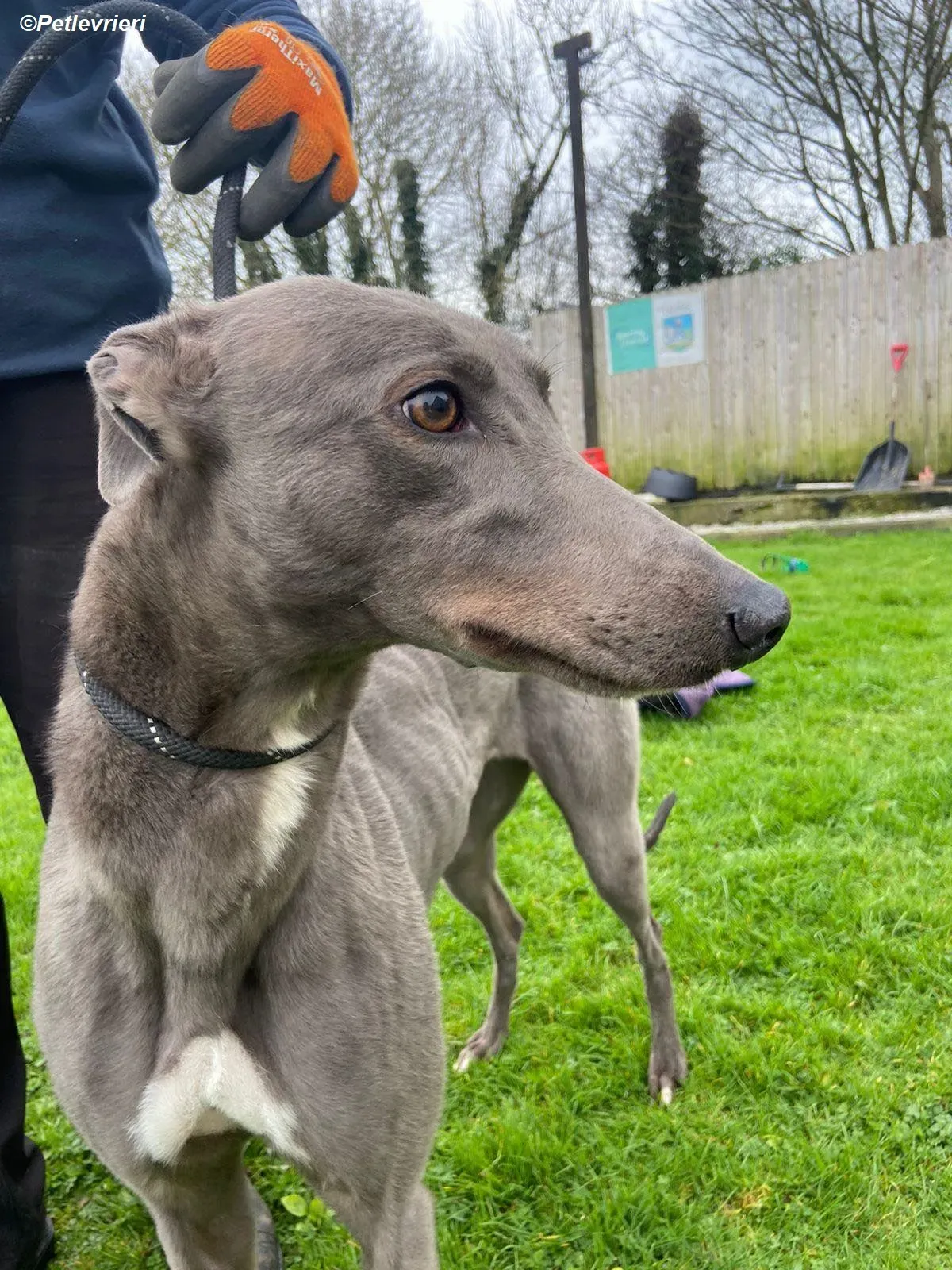 Sinead adozione levrieri greyhound 10