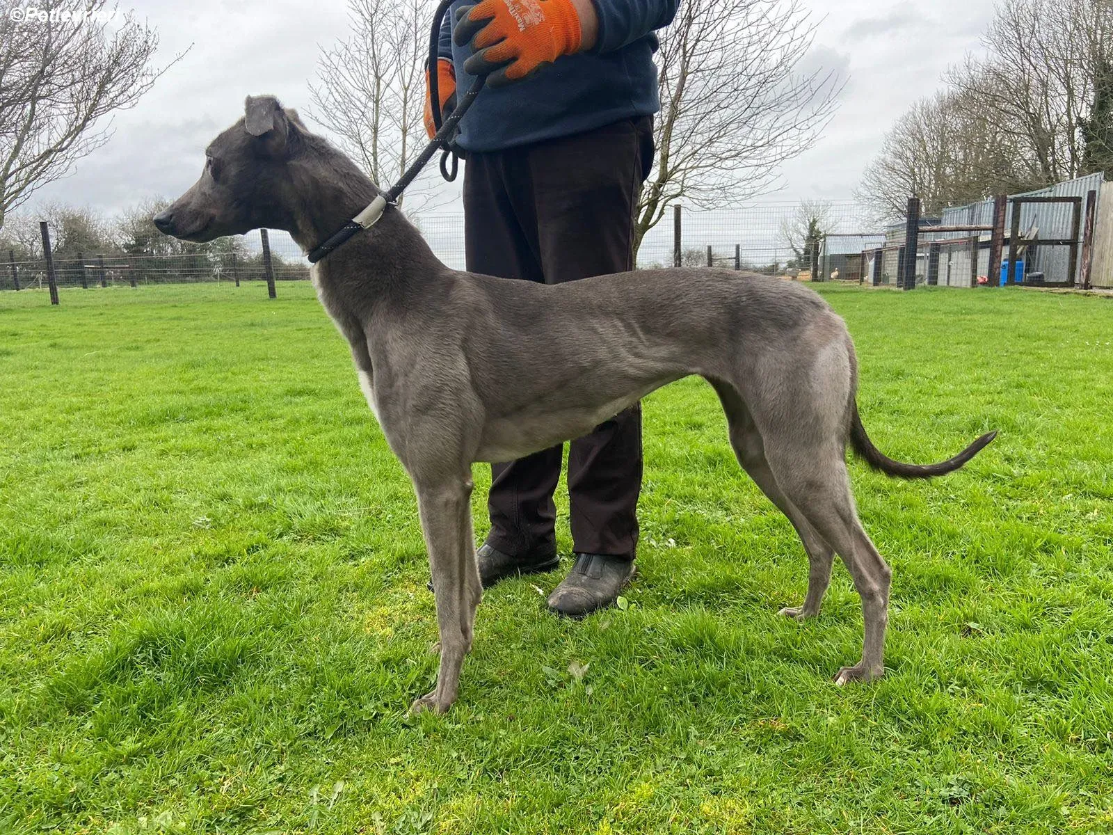 Sinead adozione levrieri greyhound 11