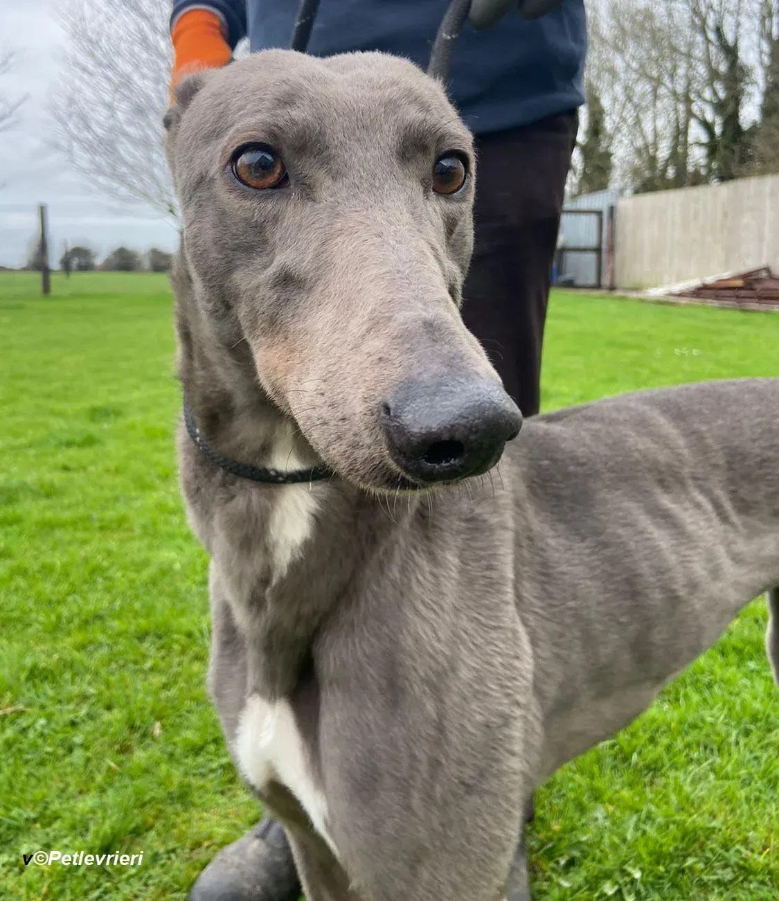 Sinead adozione levrieri greyhound 12