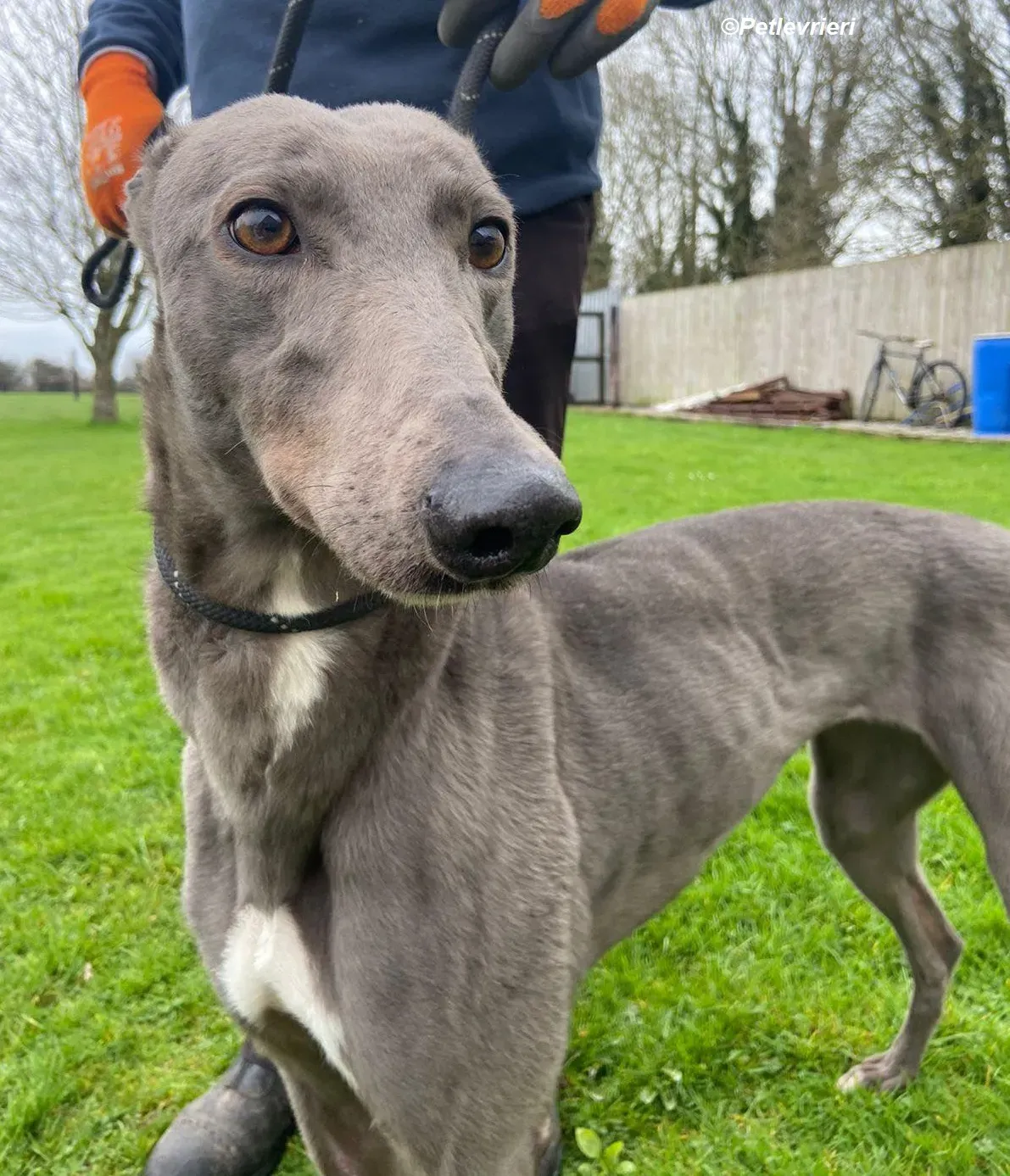 Sinead adozione levrieri greyhound 13