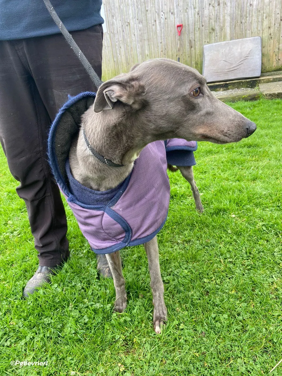 Sinead adozione levrieri greyhound 14