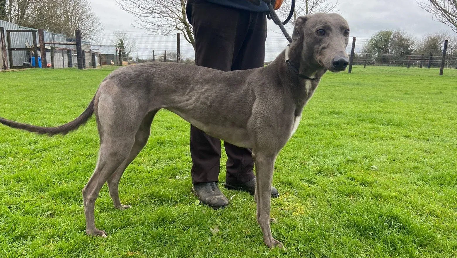 Sinead adozione levrieri greyhound 15 e1679328742476