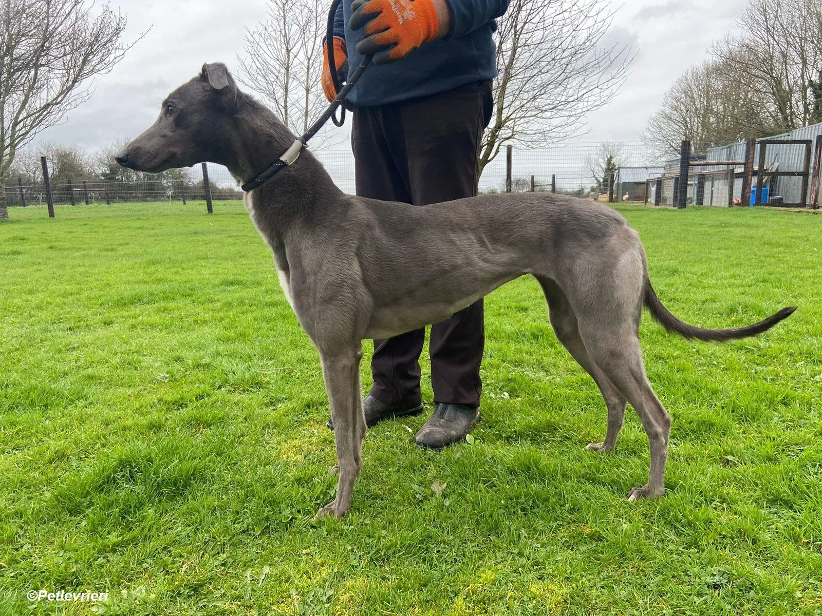 Sinead adozione levrieri greyhound 16