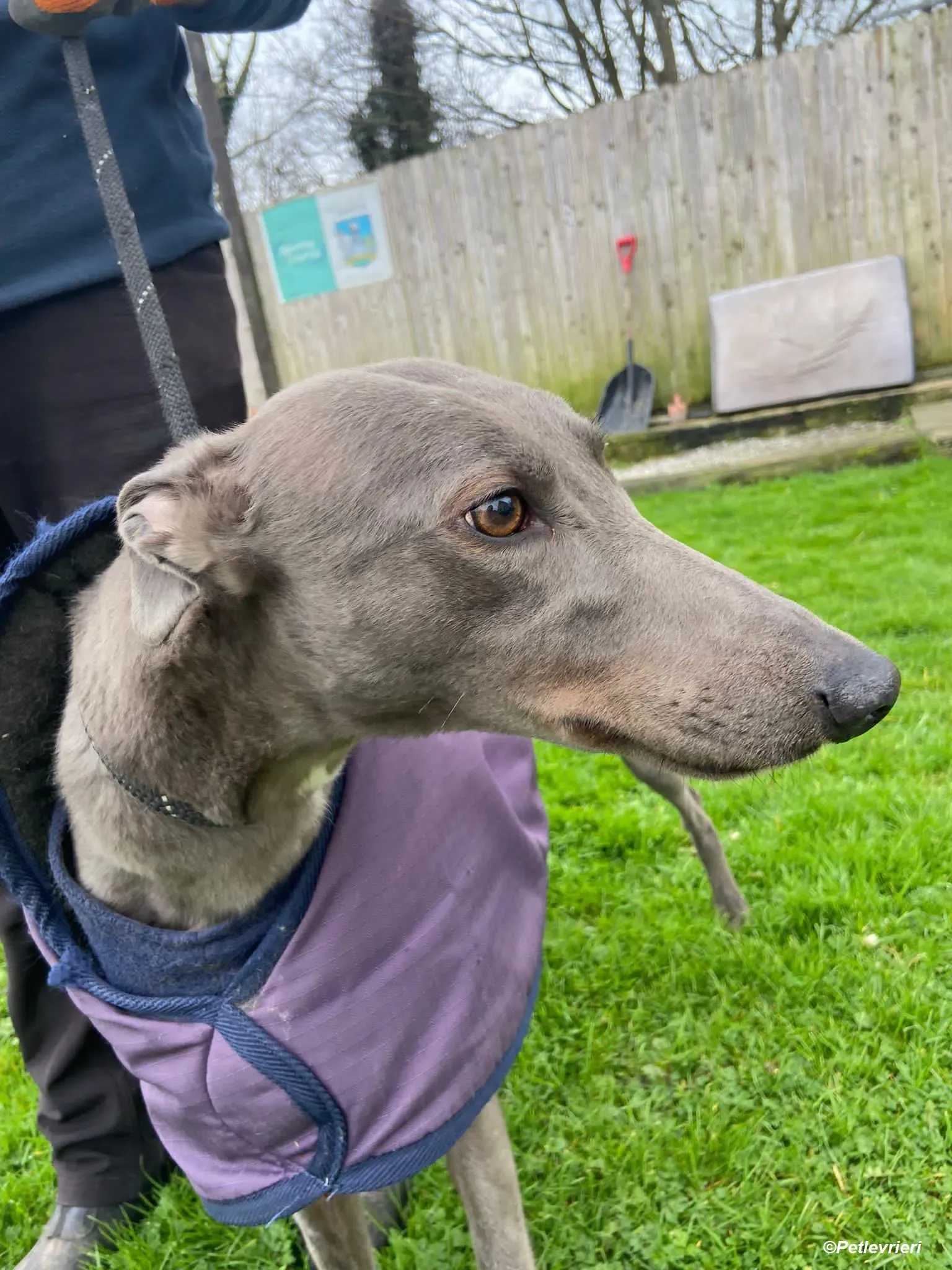 Sinead adozione levrieri greyhound 17