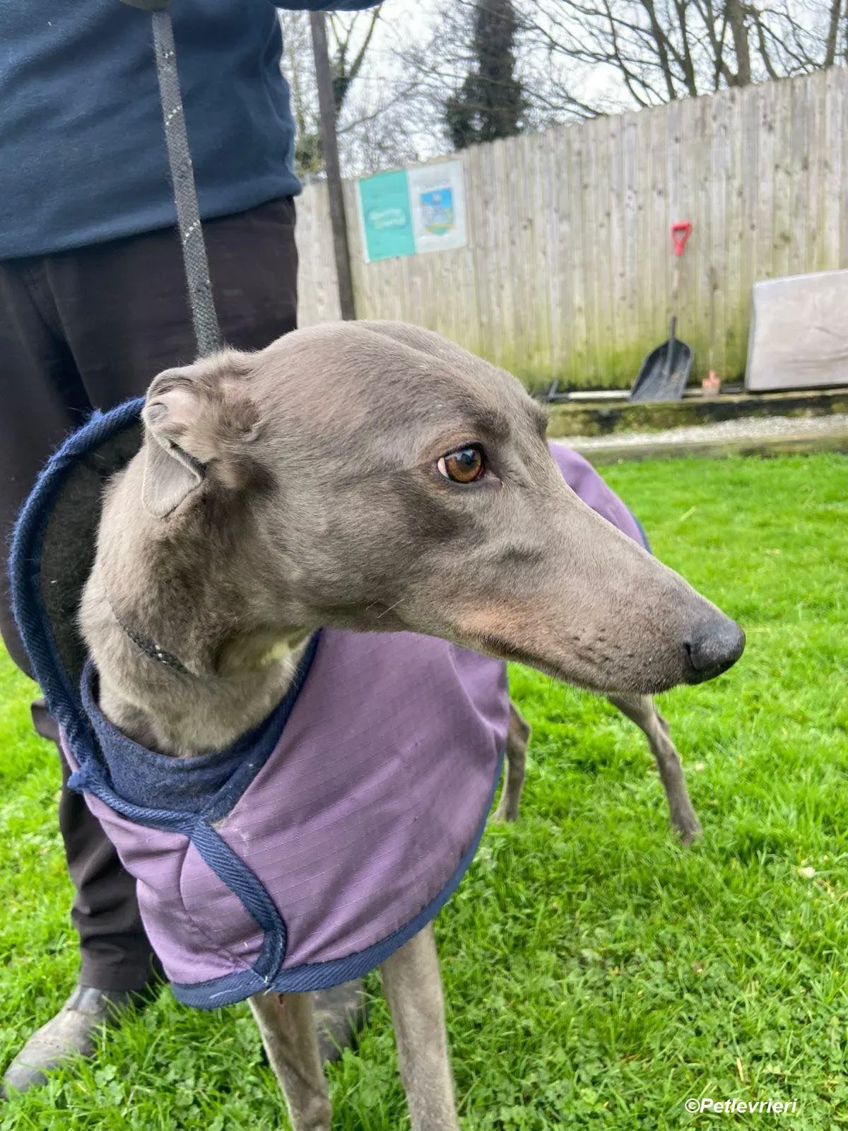 Sinead adozione levrieri greyhound 18