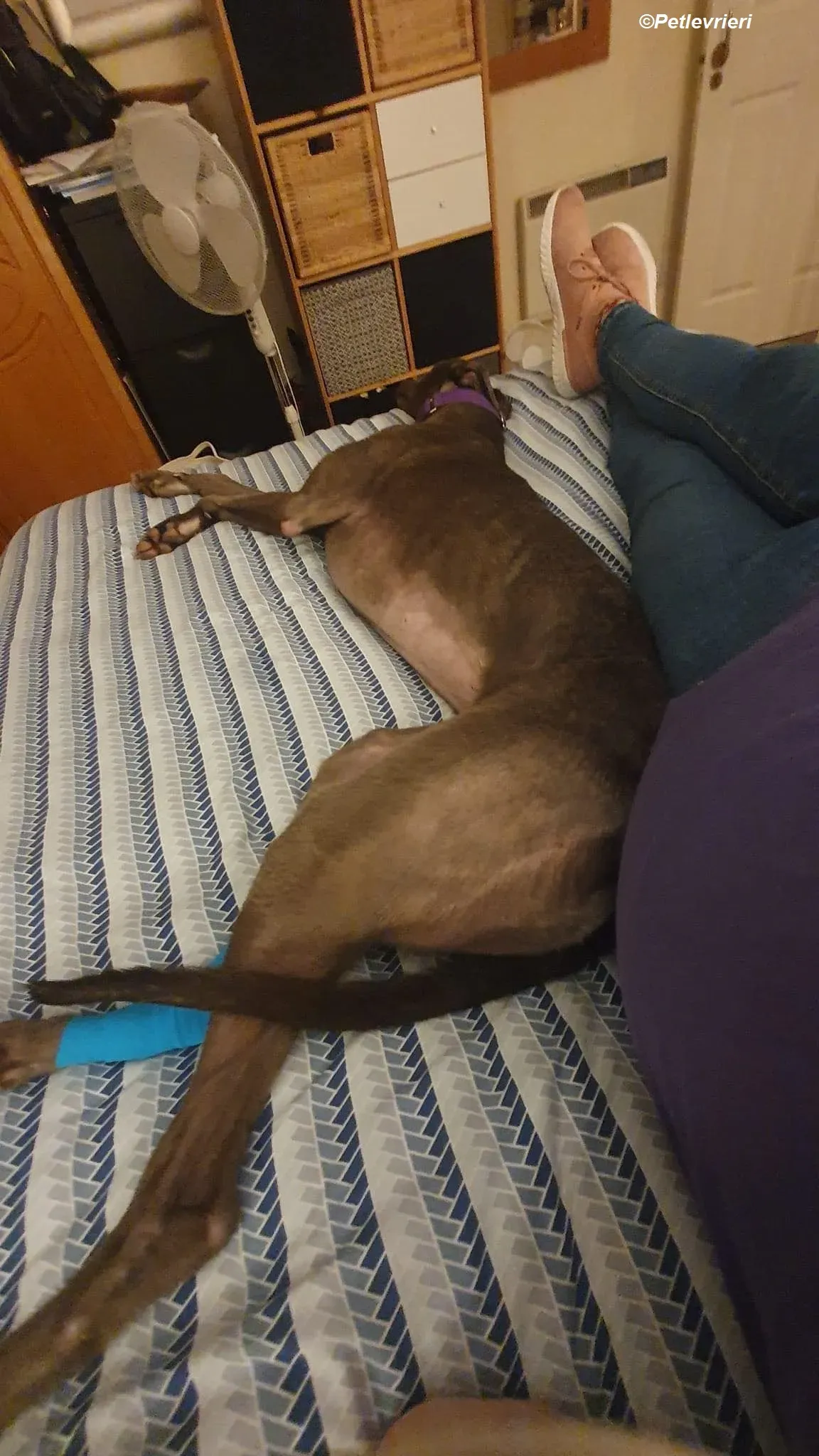 Sinead adozione levrieri greyhound 19