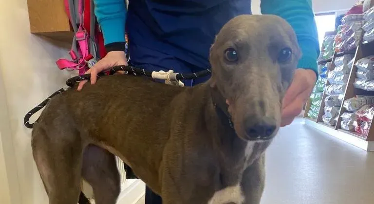 Sinead adozione levrieri greyhound 2 e1678378580946