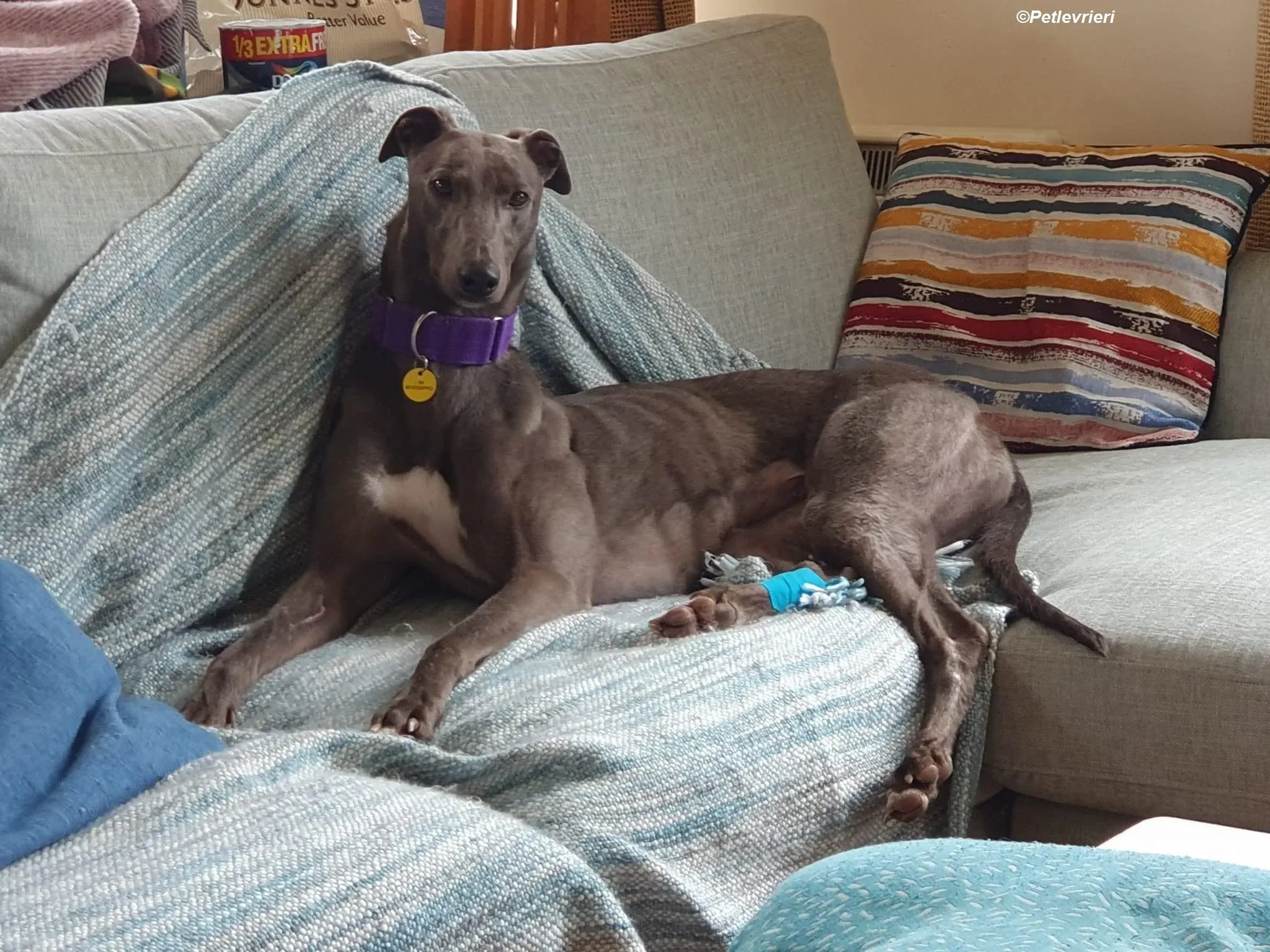 Sinead adozione levrieri greyhound 20