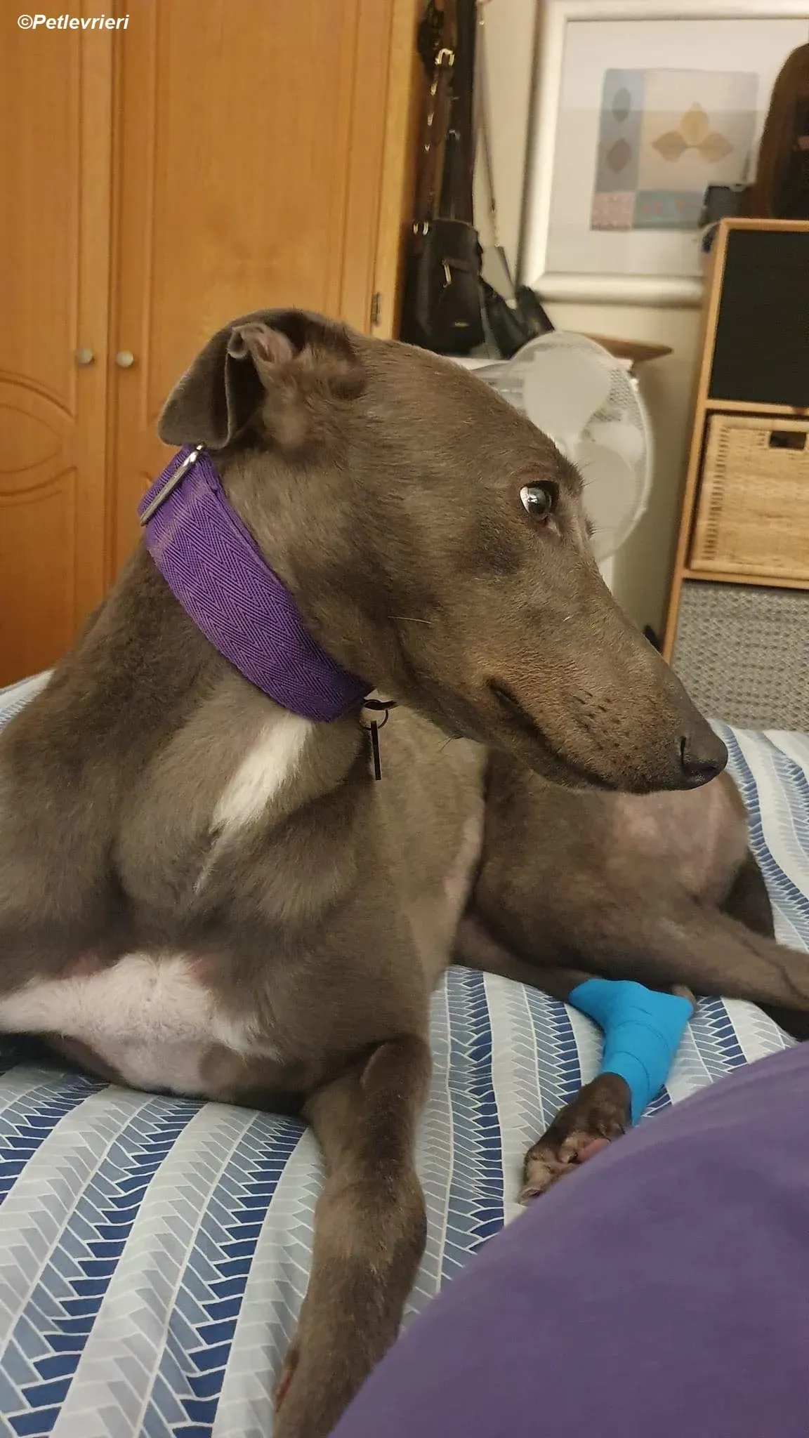 Sinead adozione levrieri greyhound 21