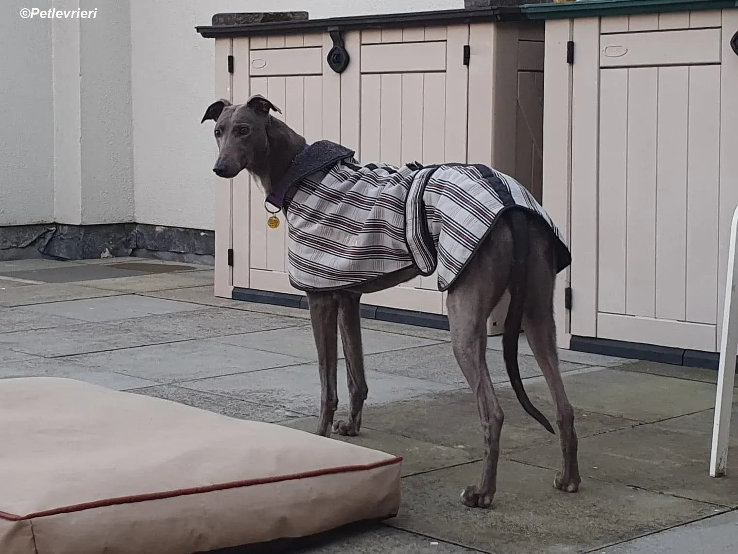 Sinead adozione levrieri greyhound 22