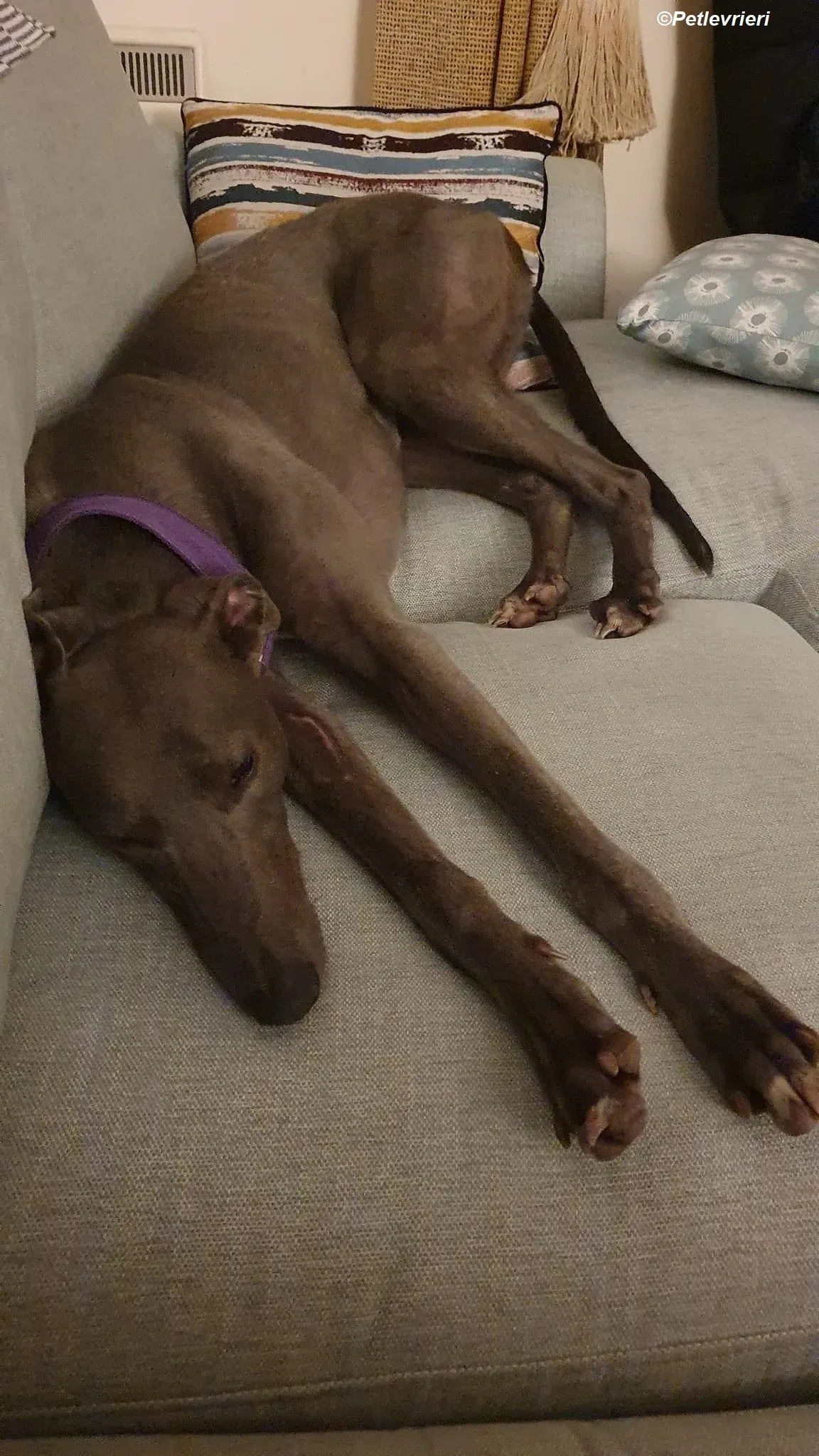 Sinead adozione levrieri greyhound 23