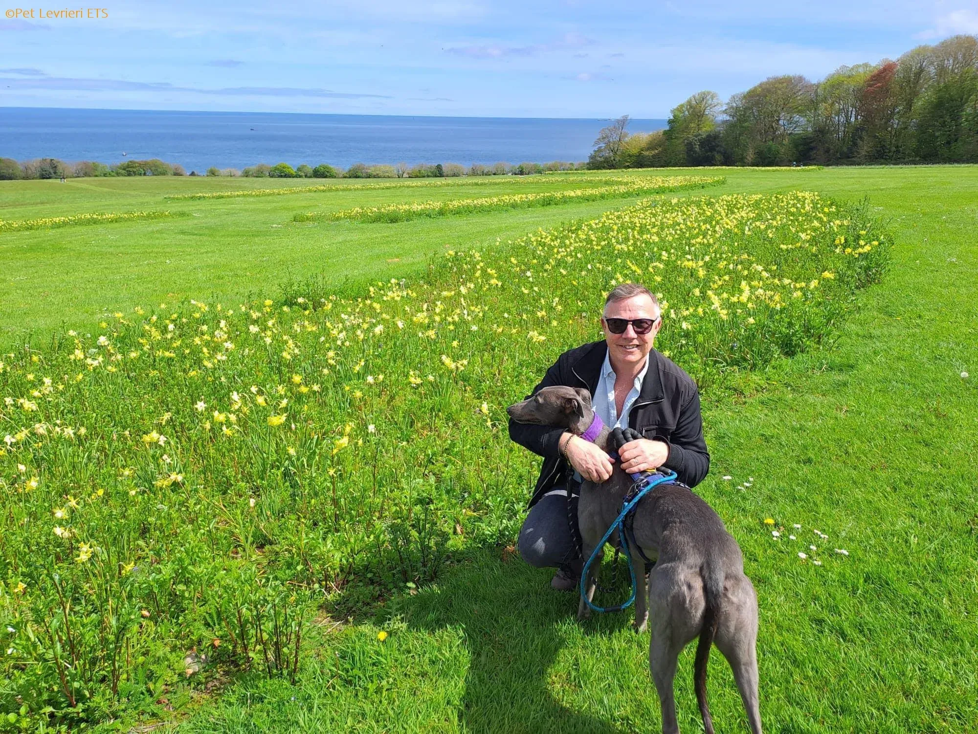 Sinead adozione levrieri greyhound 24