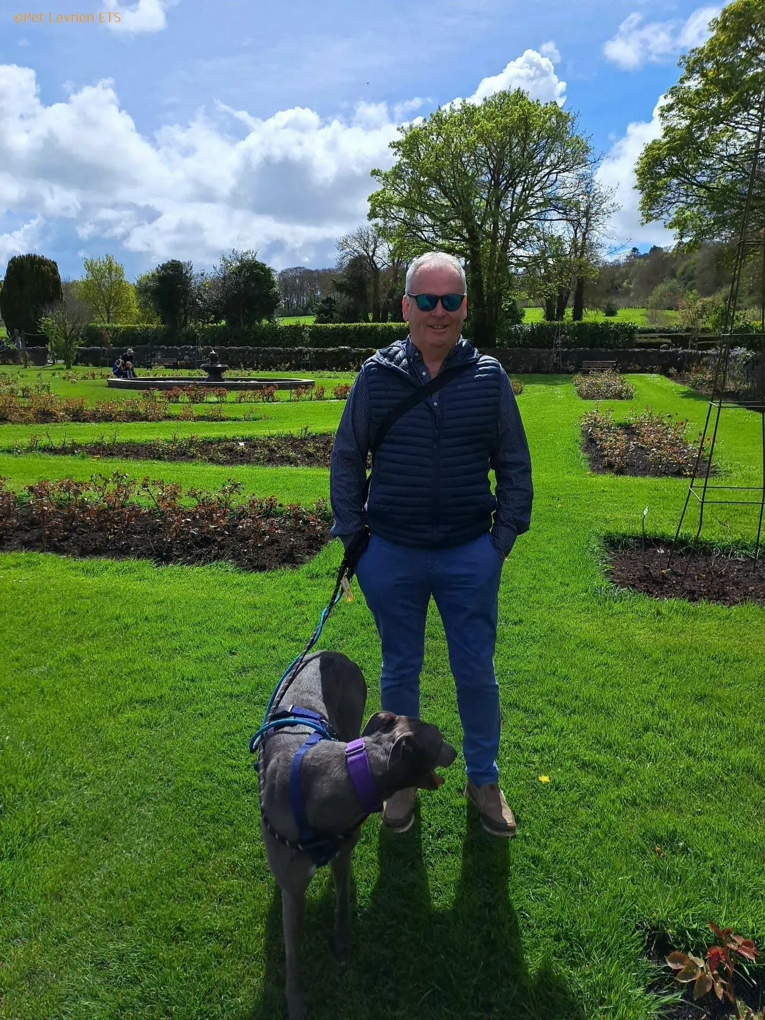 Sinead adozione levrieri greyhound 25