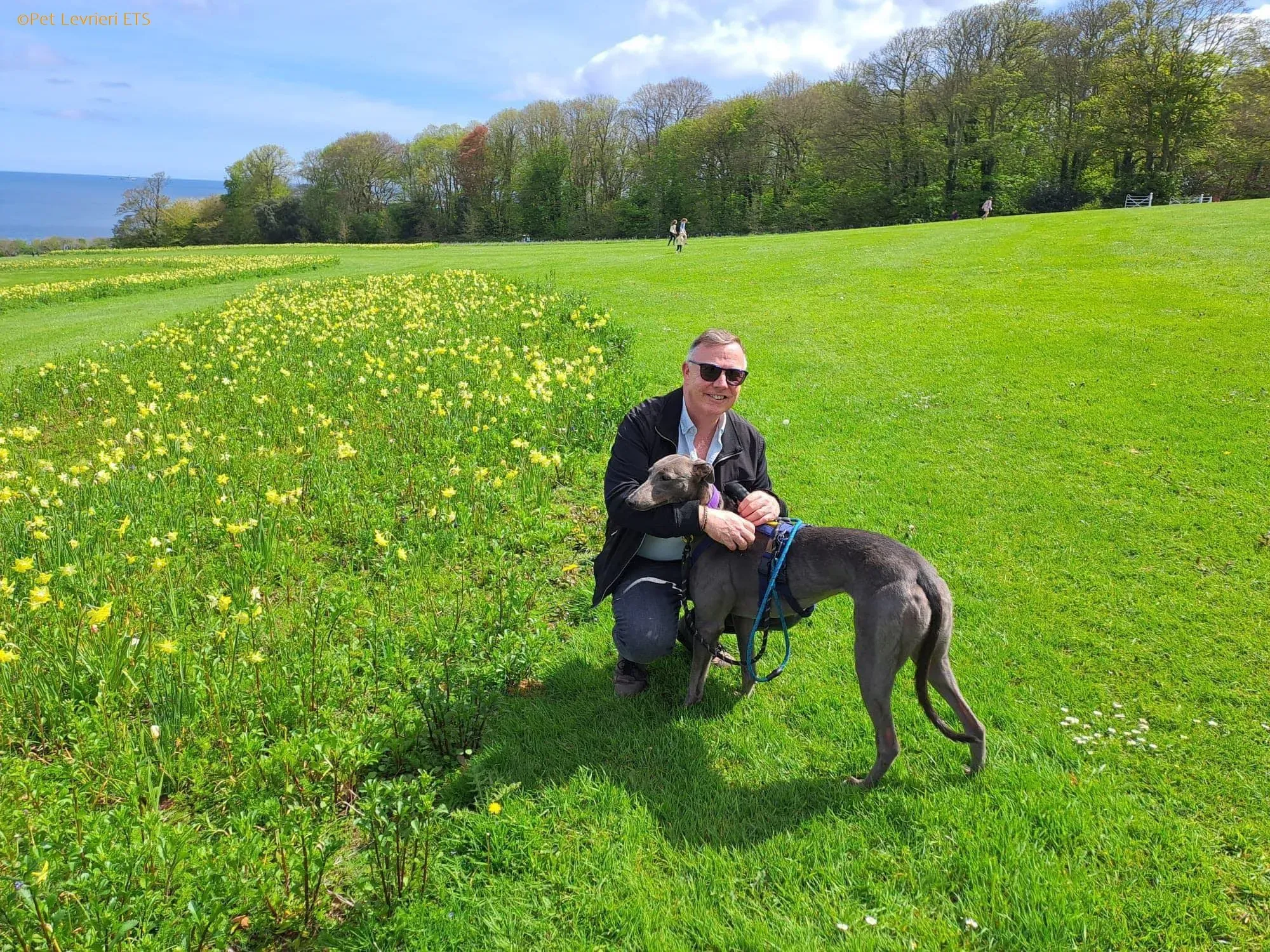 Sinead adozione levrieri greyhound 26