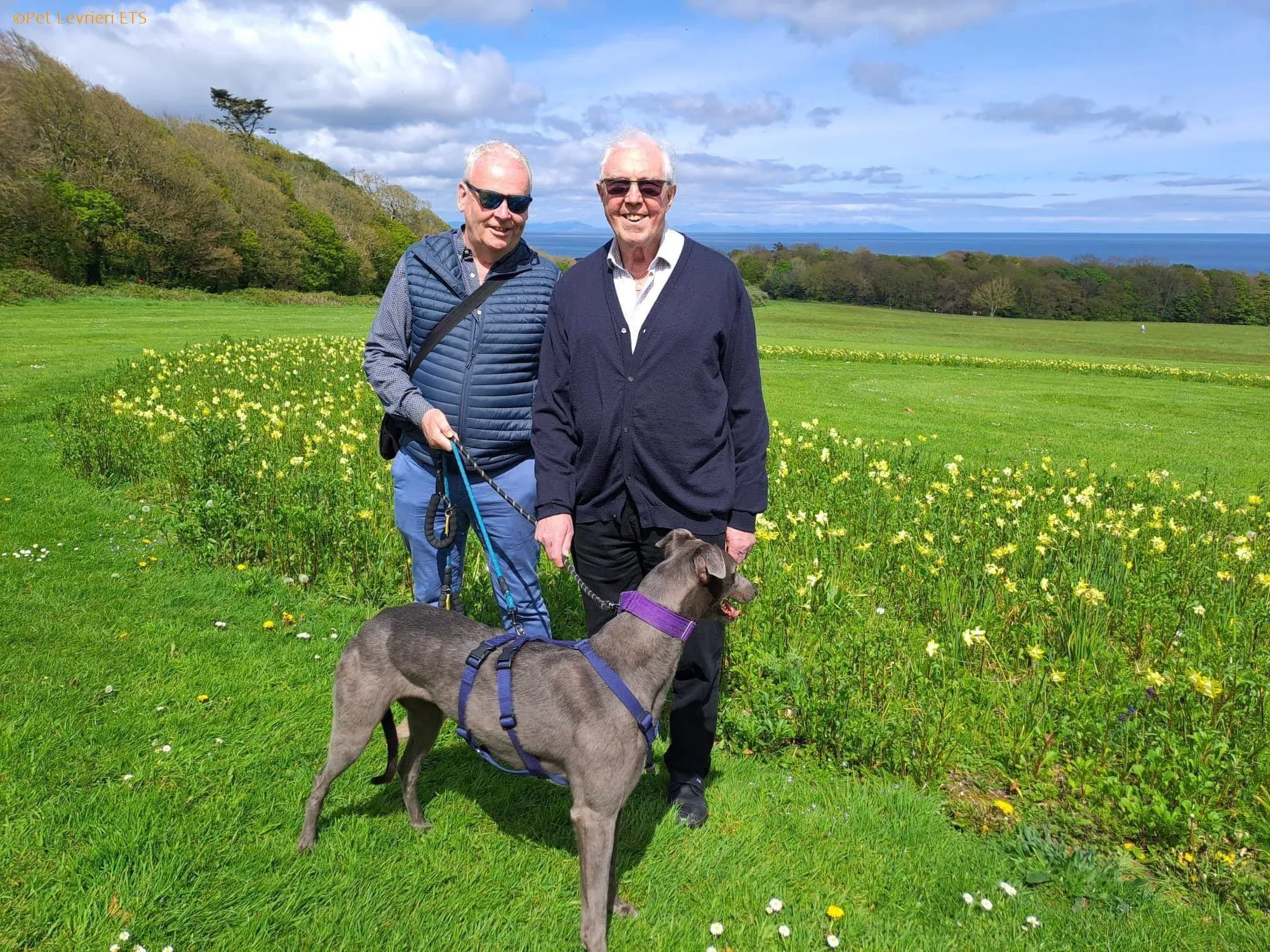 Sinead adozione levrieri greyhound 27