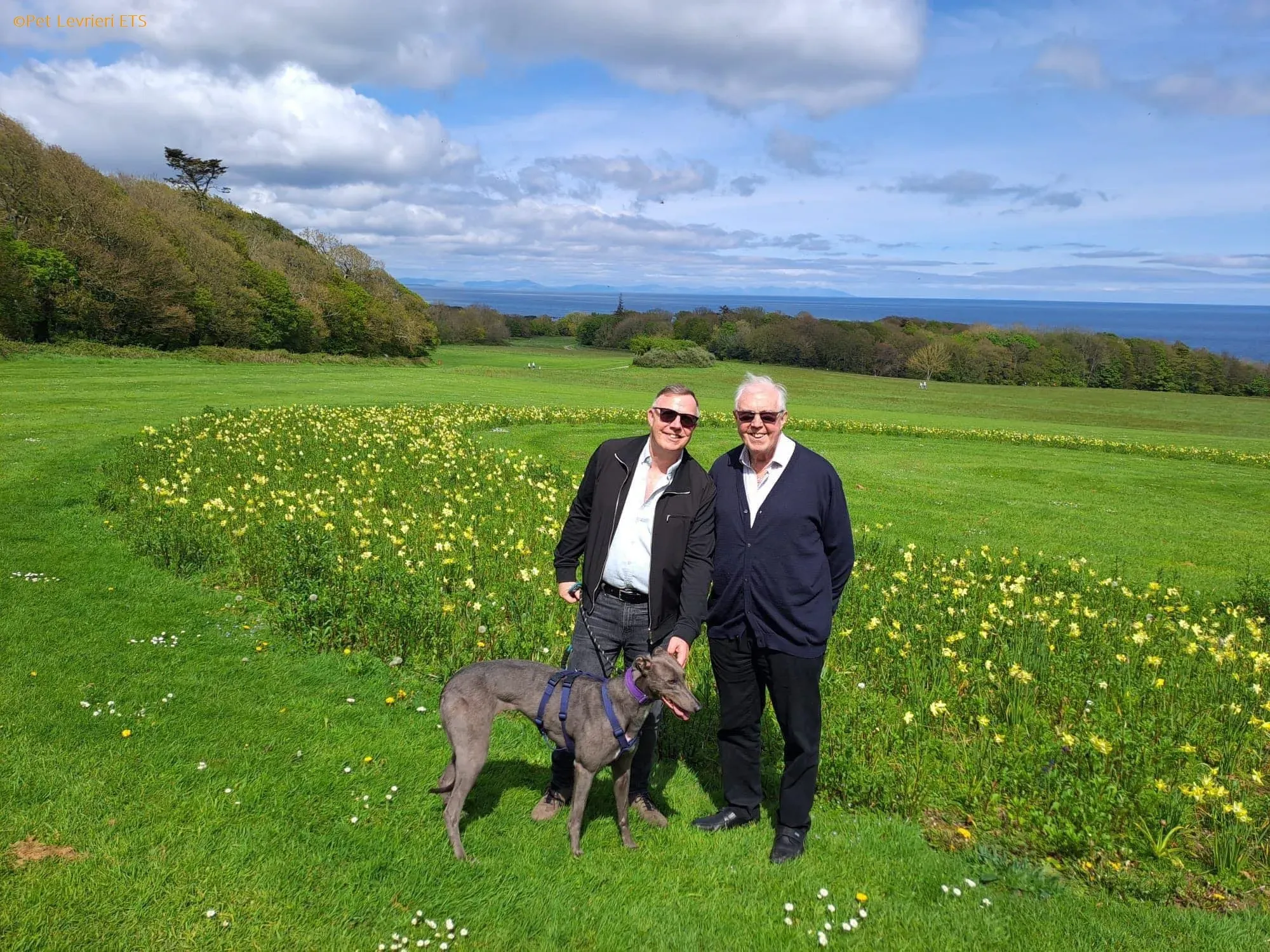 Sinead adozione levrieri greyhound 28