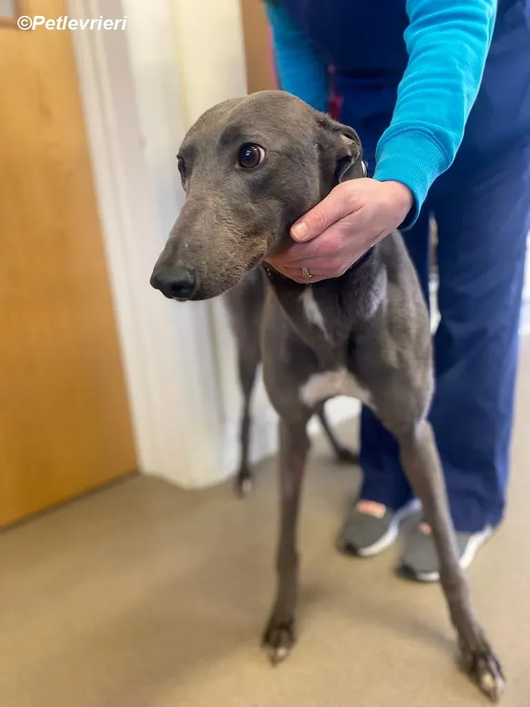 Sinead adozione levrieri greyhound 3