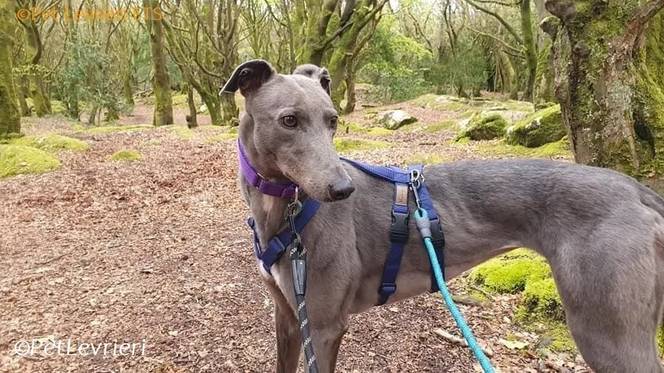Sinead adozione levrieri greyhound 30 1