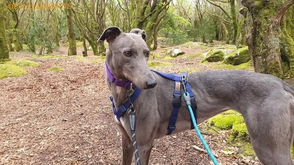 Sinead adozione levrieri greyhound 30