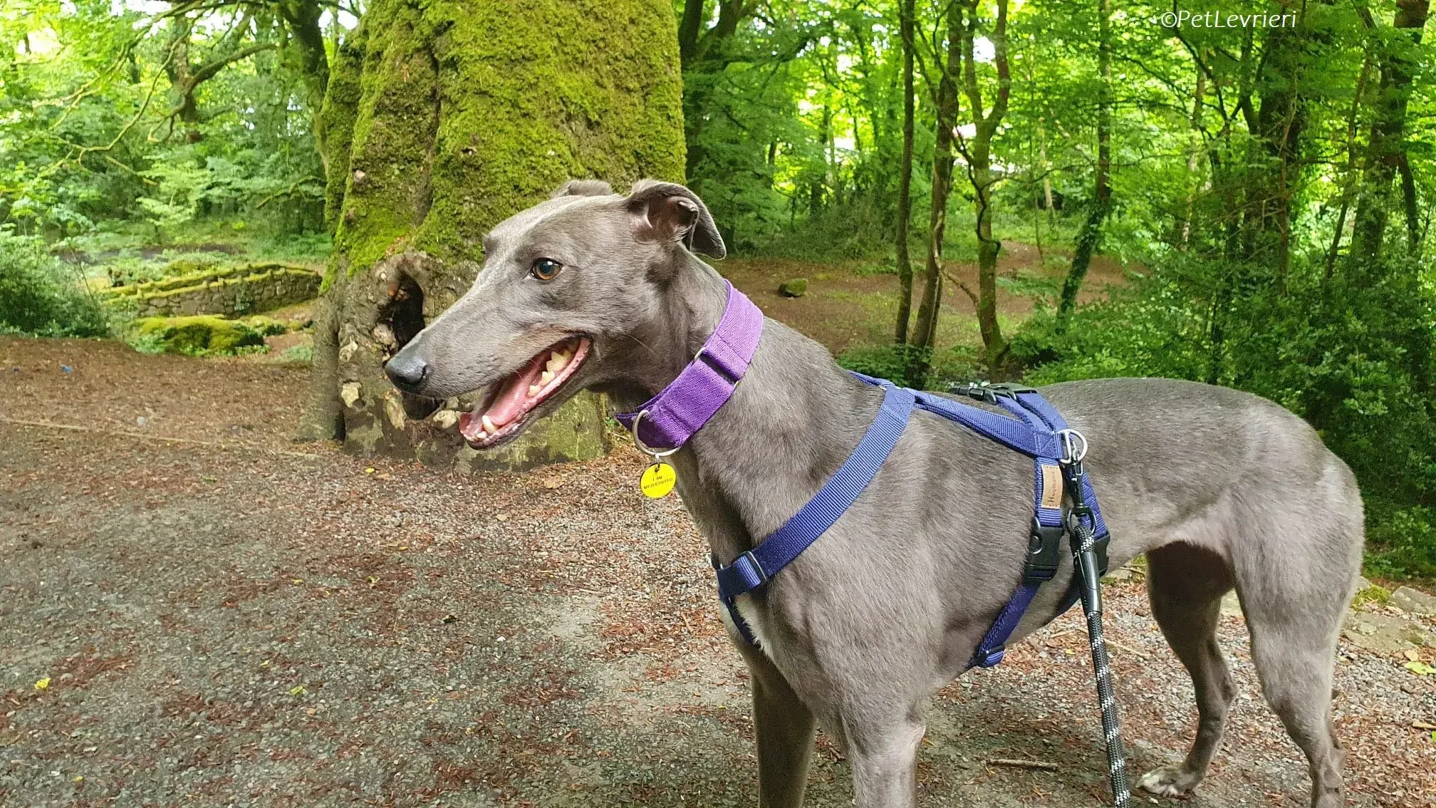 Sinead adozione levrieri greyhound 31