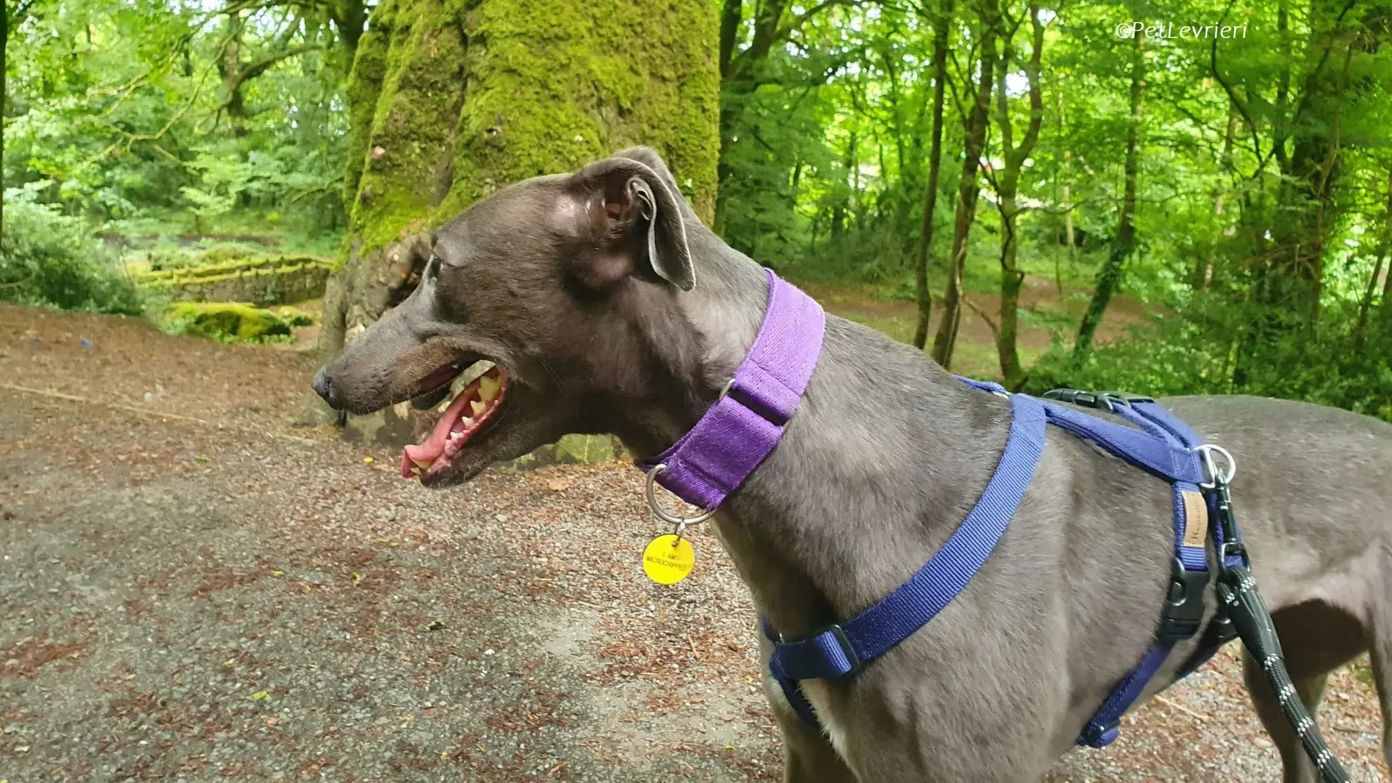 Sinead adozione levrieri greyhound 32