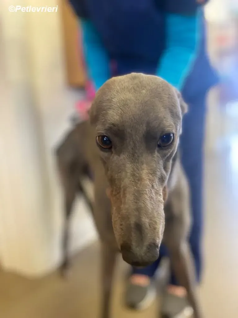 Sinead adozione levrieri greyhound 4