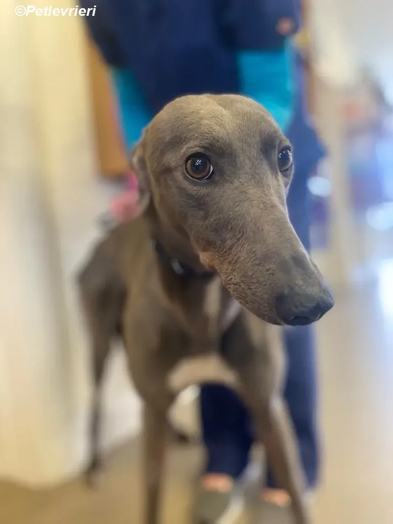 Sinead adozione levrieri greyhound 5