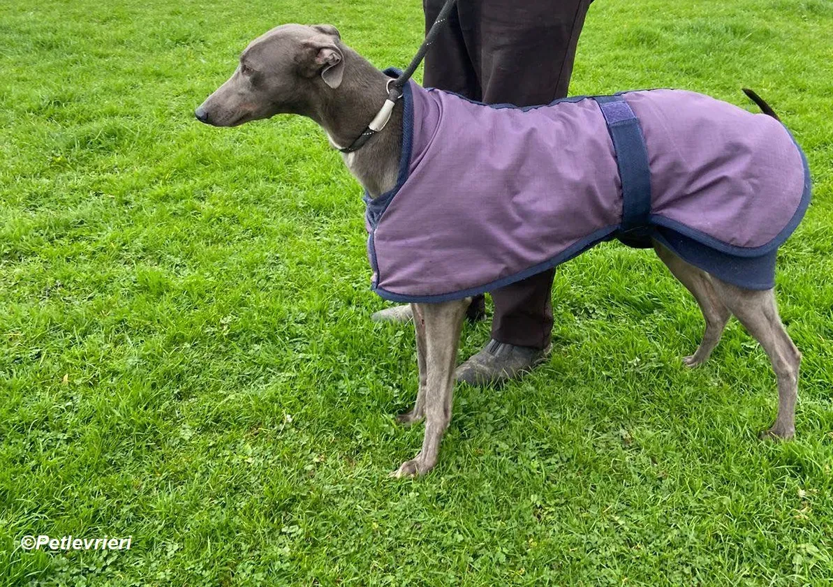 Sinead adozione levrieri greyhound 6