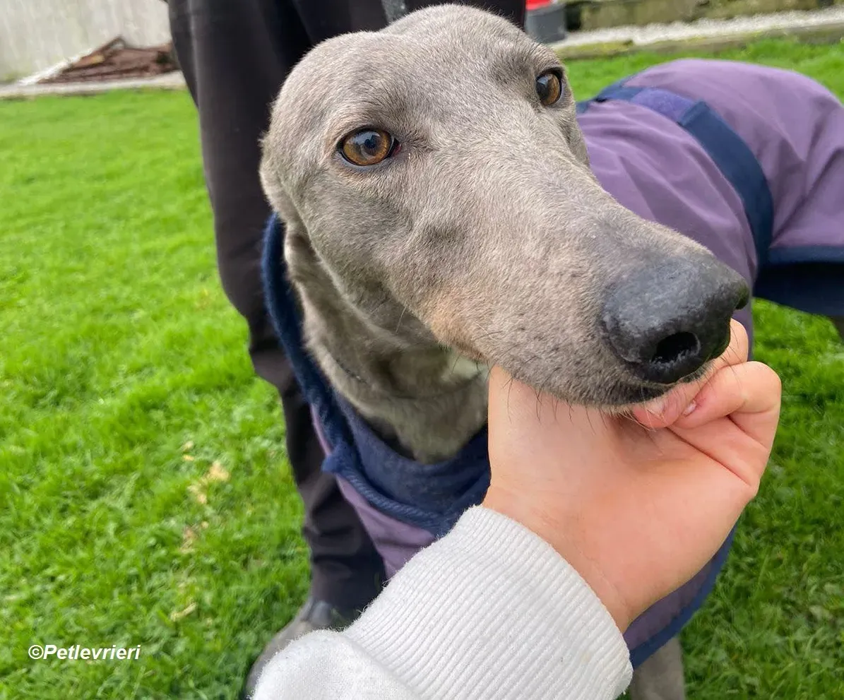 Sinead adozione levrieri greyhound 7