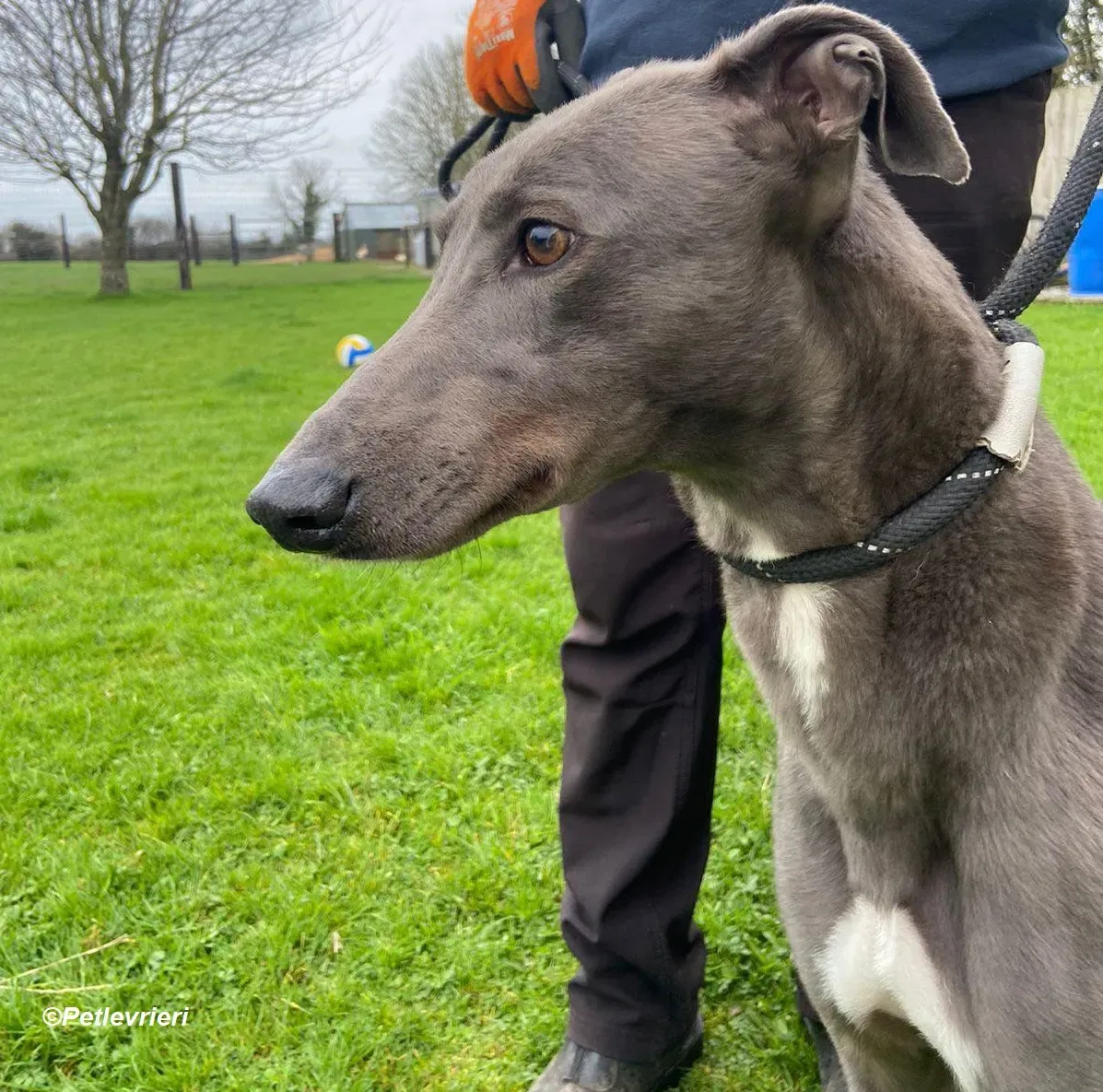 Sinead adozione levrieri greyhound 8