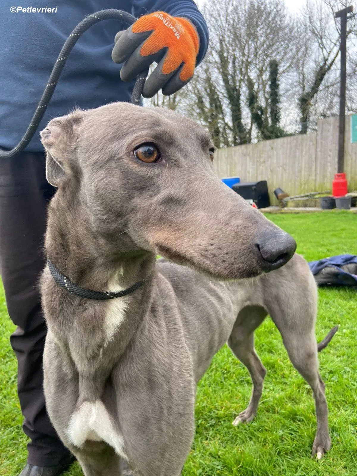 Sinead adozione levrieri greyhound 9