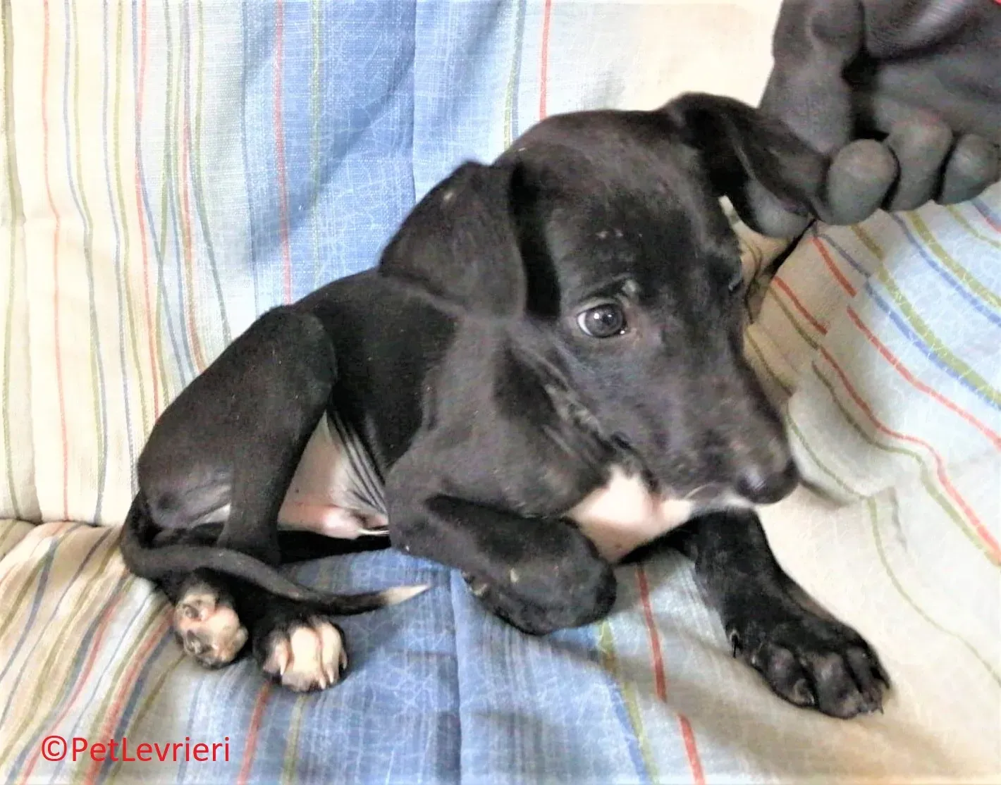 Sioux adozione levrieri galgo 01 2