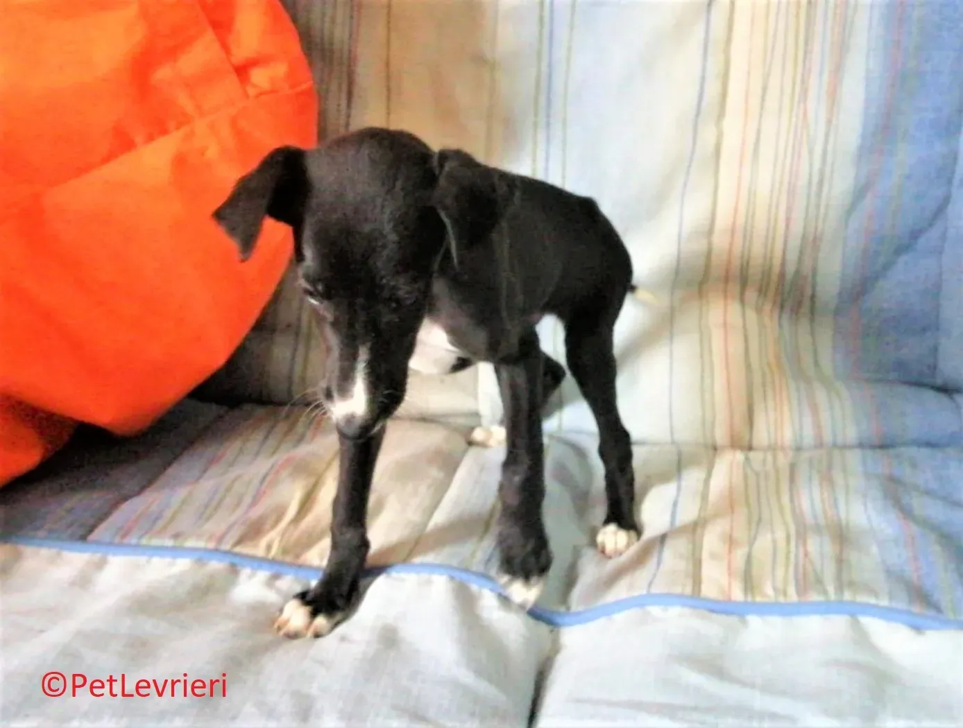 Sioux adozione levrieri galgo 02 2