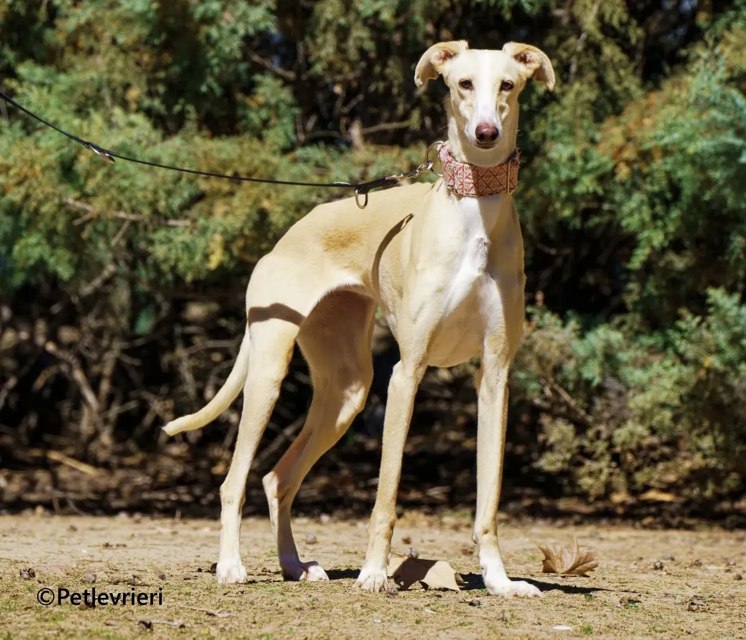 Siri galgo adozione pet levrieri onlus 1 1