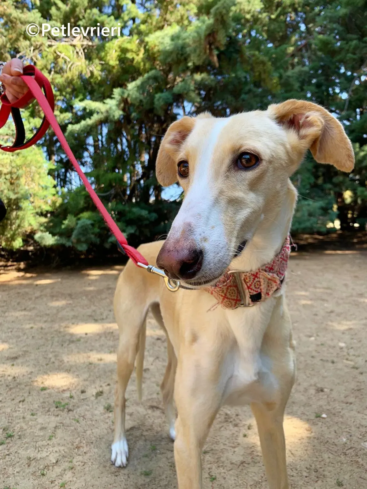 Siri galgo adozione pet levrieri onlus 10