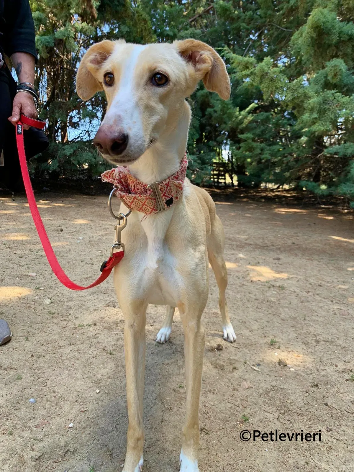 Siri galgo adozione pet levrieri onlus 11