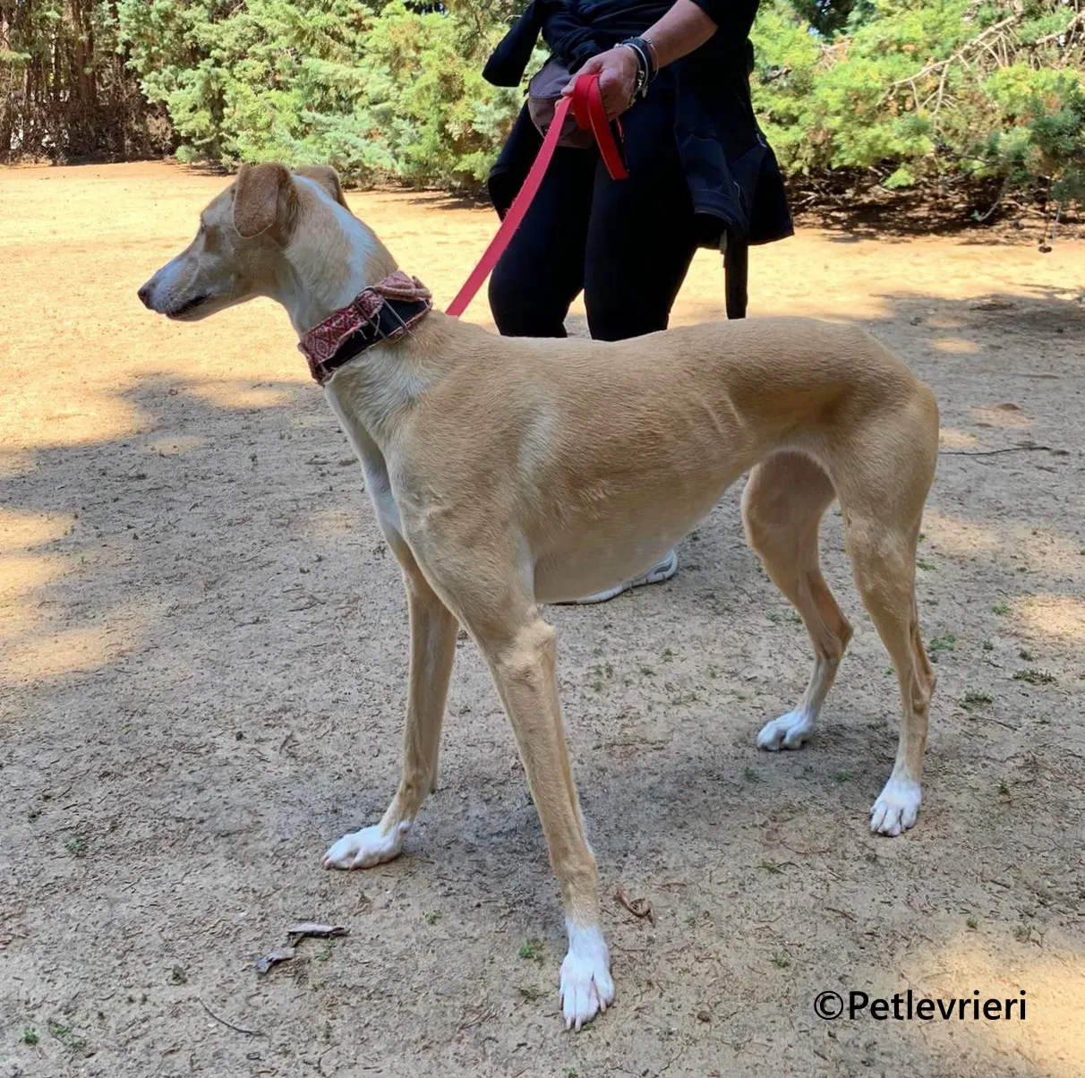 Siri galgo adozione pet levrieri onlus 12