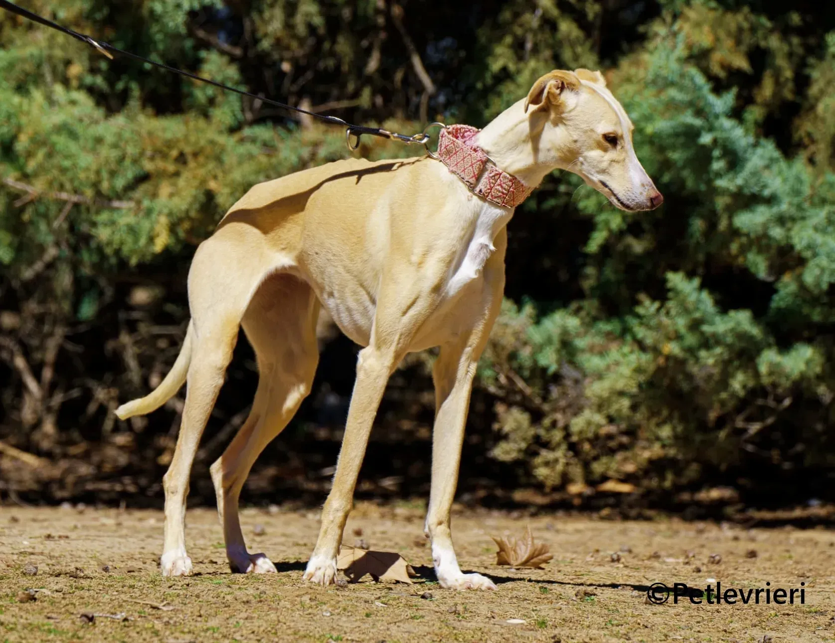 Siri galgo adozione pet levrieri onlus 2 1