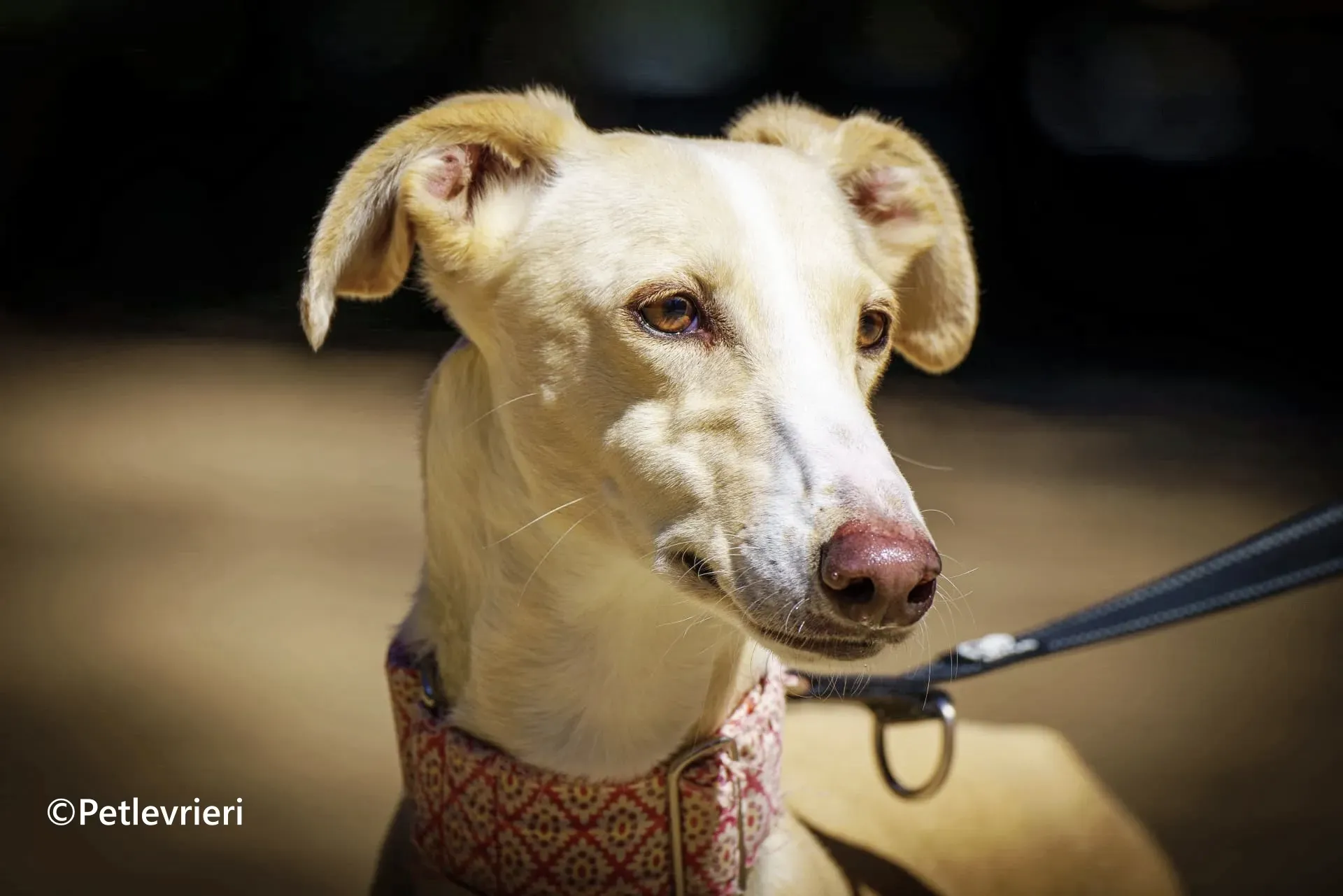 Siri galgo adozione pet levrieri onlus 3 1