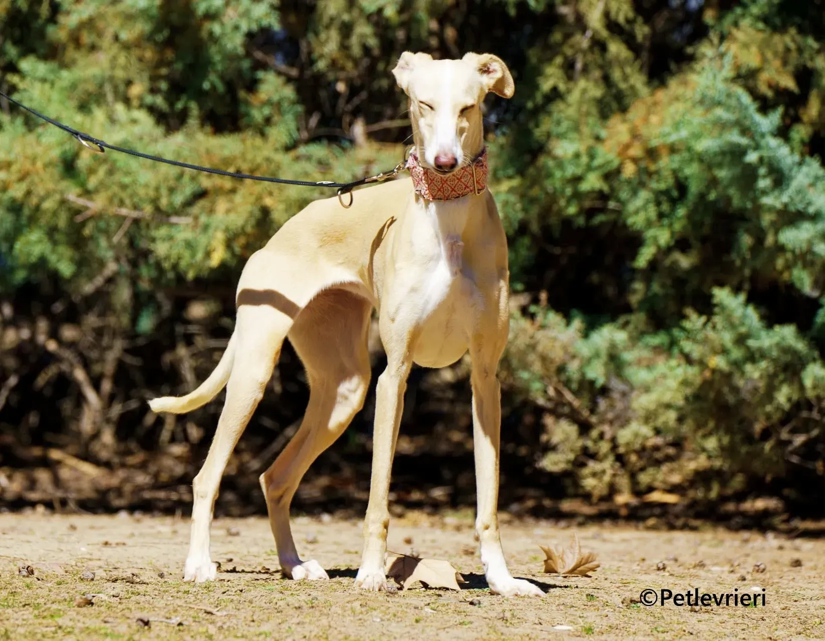 Siri galgo adozione pet levrieri onlus 4 1