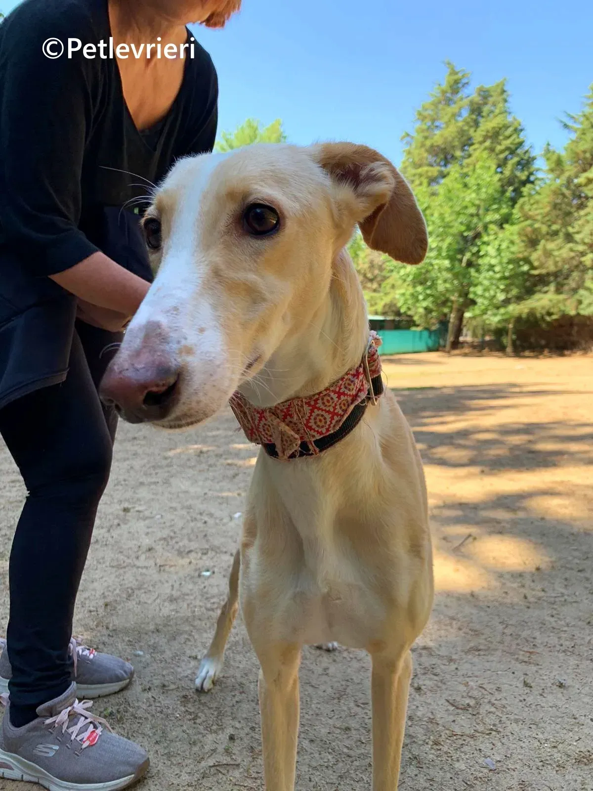 Siri galgo adozione pet levrieri onlus 5