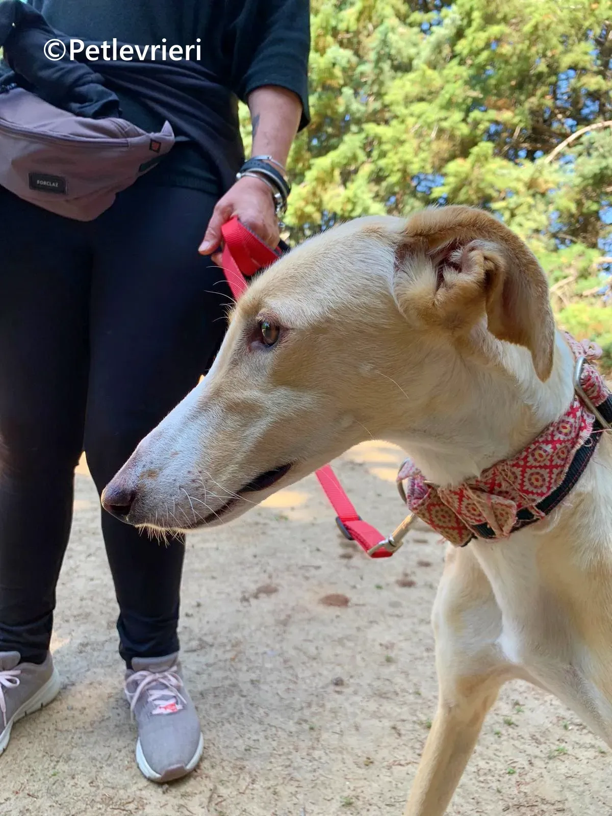 Siri galgo adozione pet levrieri onlus 6