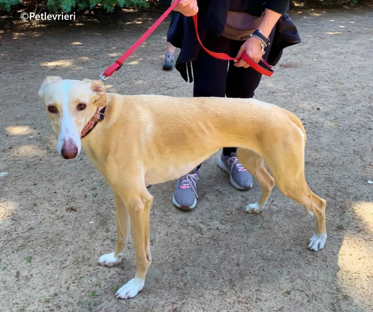 Siri galgo adozione pet levrieri onlus 7