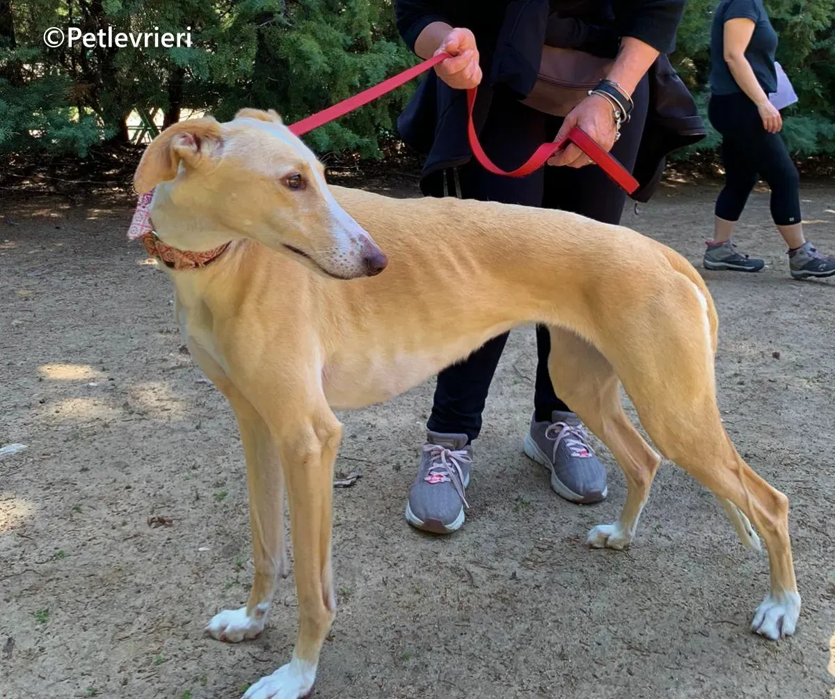 Siri galgo adozione pet levrieri onlus 8