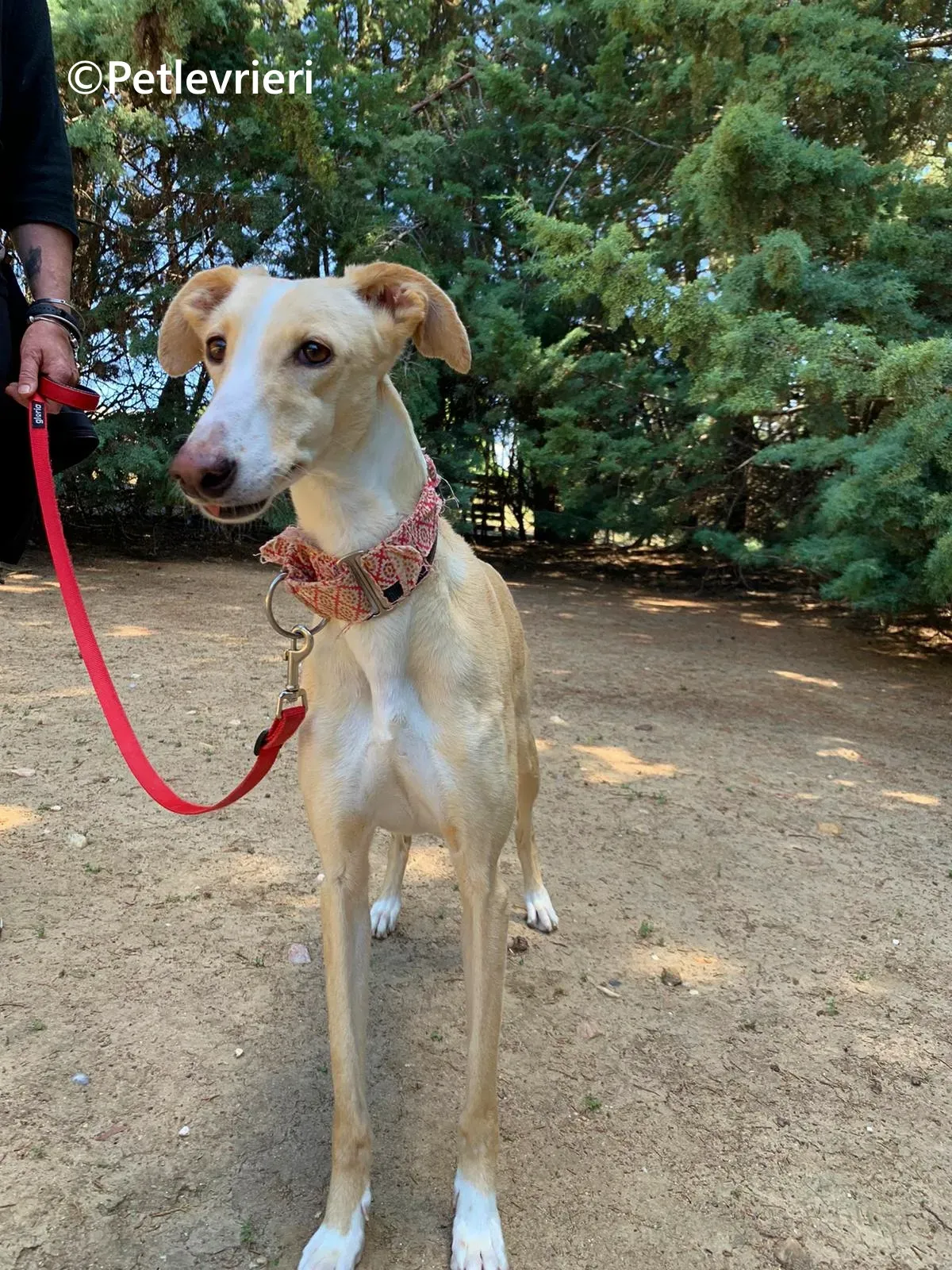 Siri galgo adozione pet levrieri onlus 9